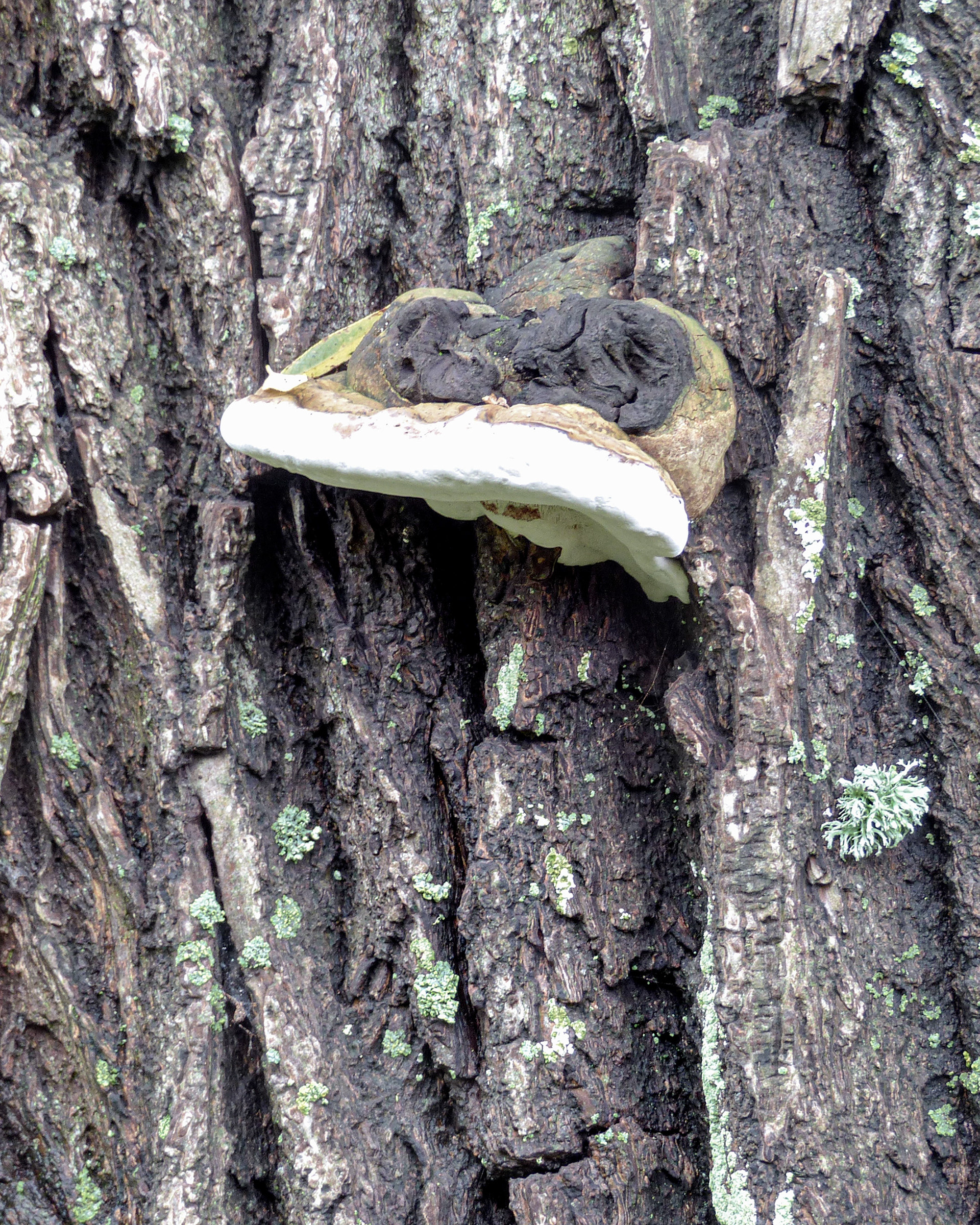 Tree Mushroom 030