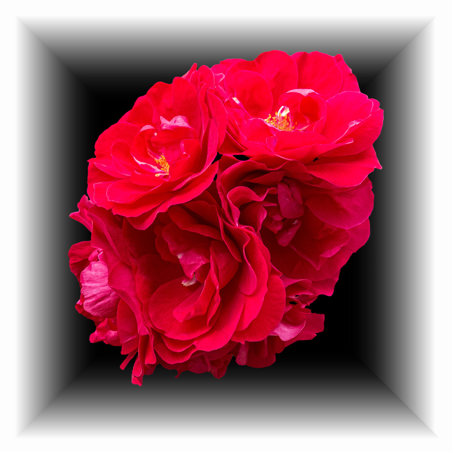 Red Roses