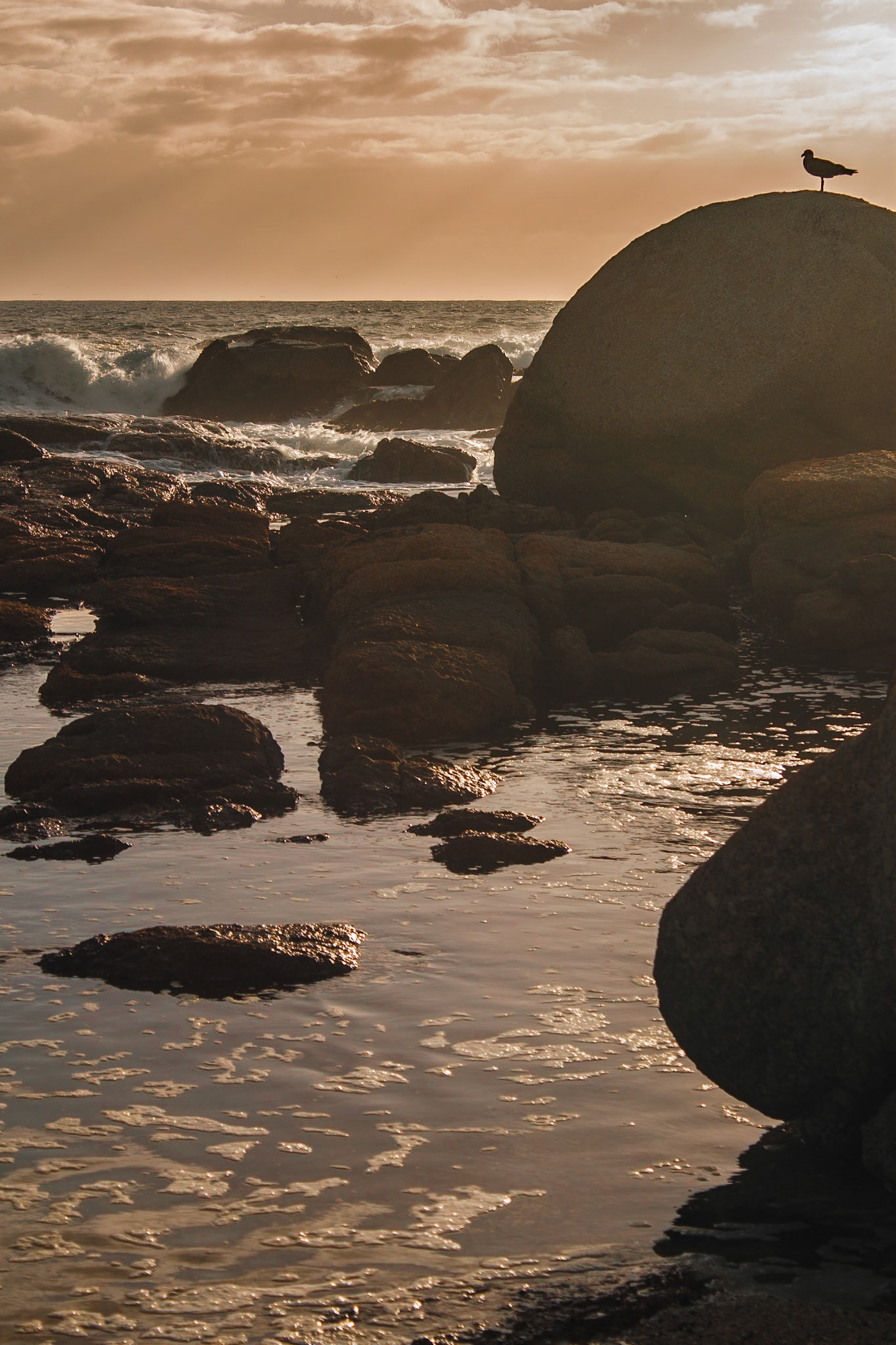 Riaz Hathey, Contact Details - 021 7610889, Cell - 082 36 36 346 - Title = SERENITY - Location = Seapoint Cape Town, Queens Beach. Description = Just before sunset a bird enjoys the calm all alone as if resting after a hard day = SERENITY. Common and Scientific Name of bird on rock = Hartlaub's Gull or King Gull (Chroicocephalus hartaubil)