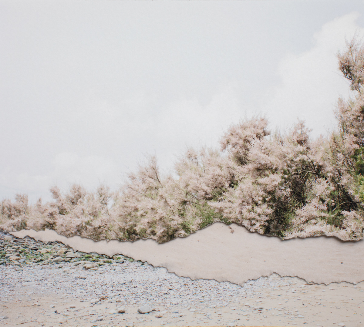 Memoryscapes, Rose sable, 2025 © Marilia Destot