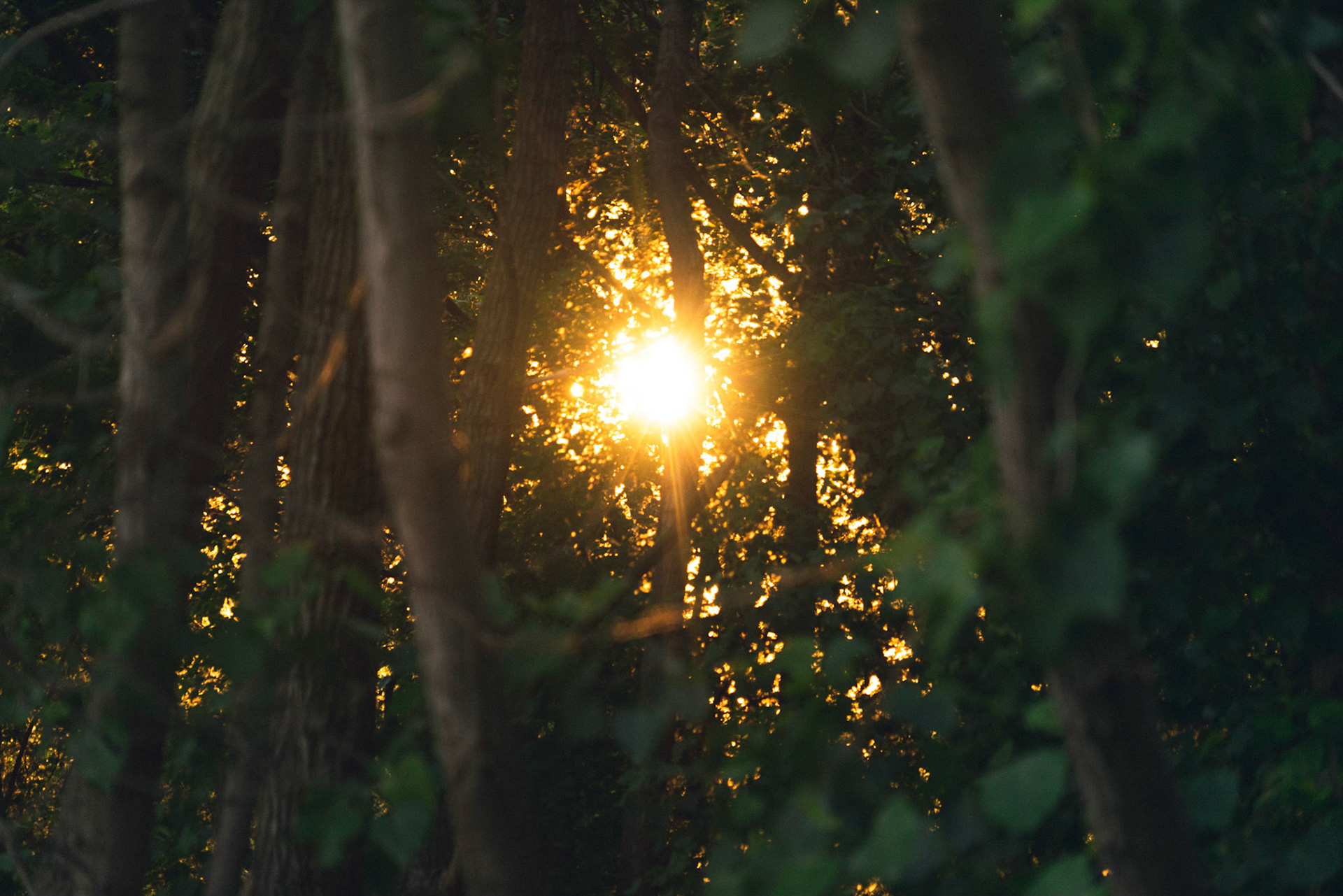 "Sun Beams" - 6/15/18 - Lake Front Nature Preserve, OH