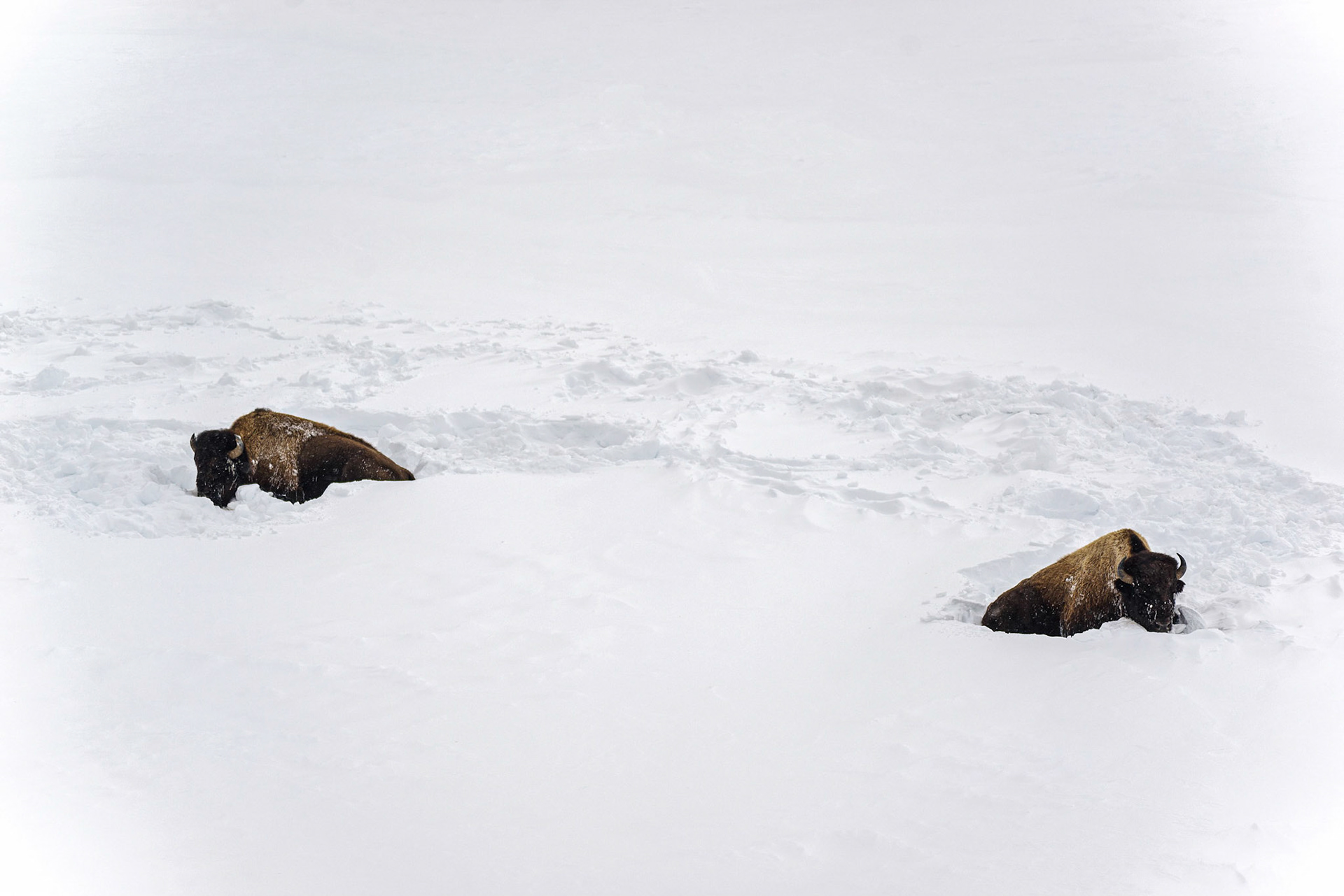 "Bison Boys" - 2/1/18 - Yellowstone National Park