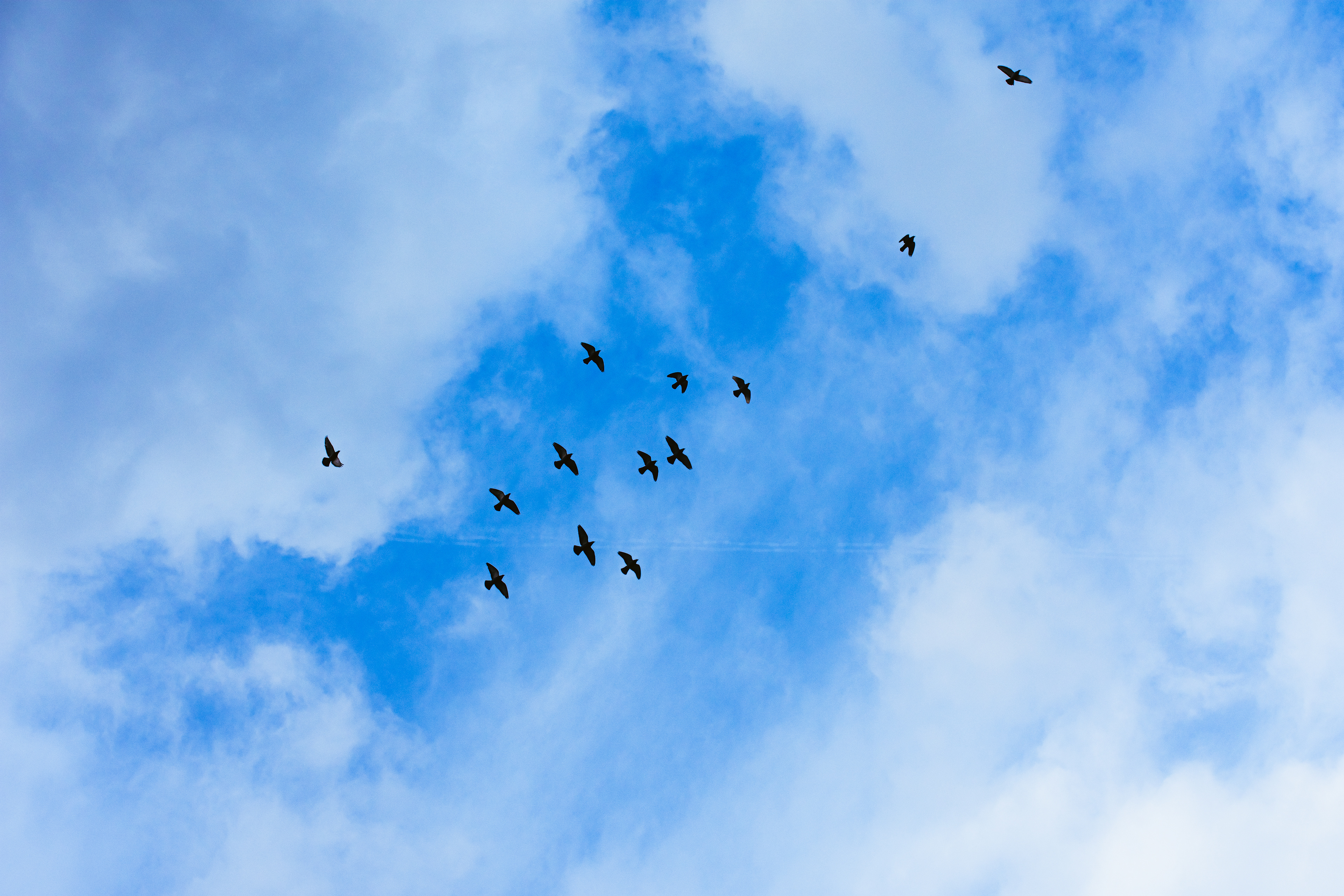 Full width blue sky and clouds with birds flying in a group.