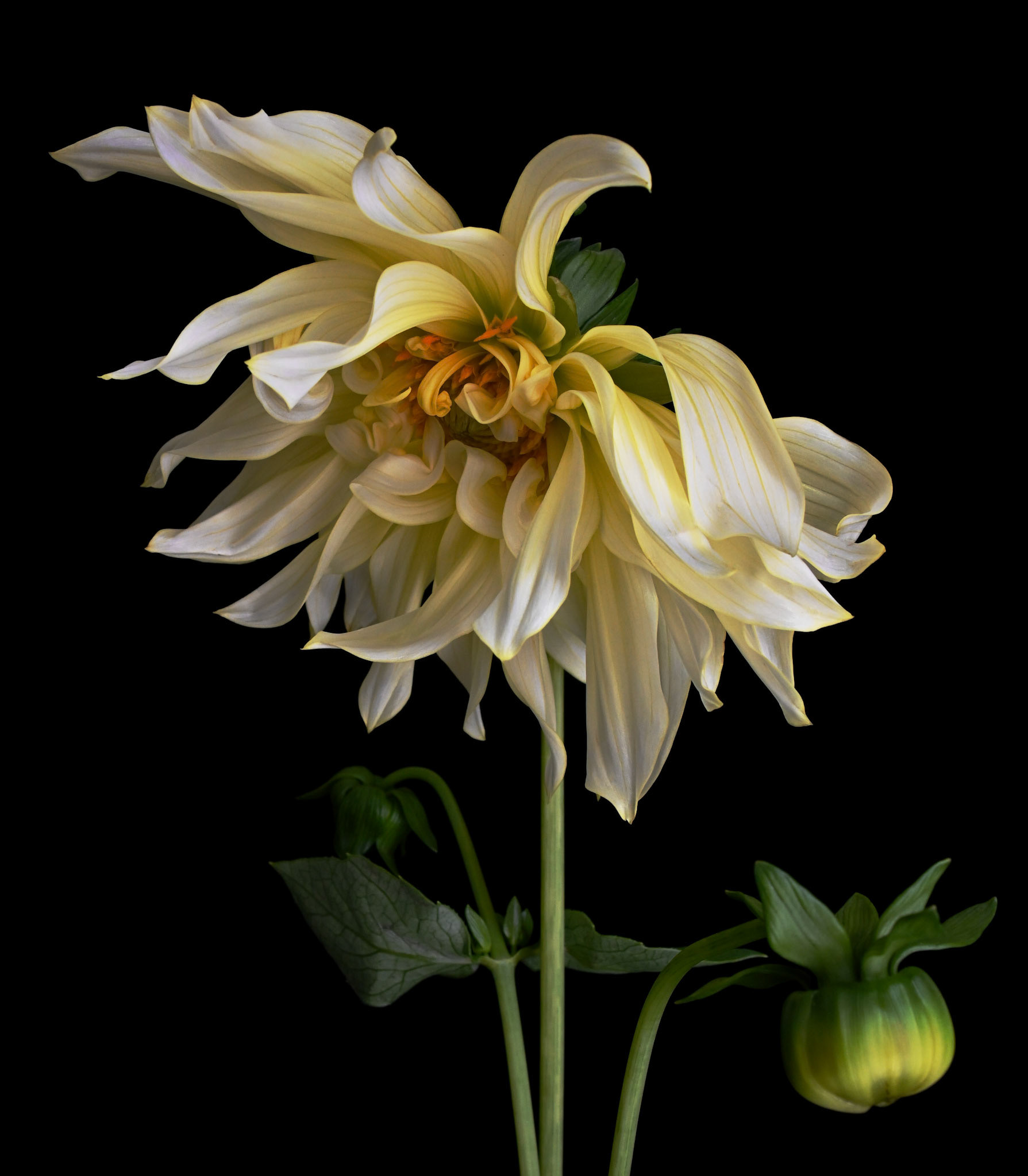 Dahlia - HeadShot