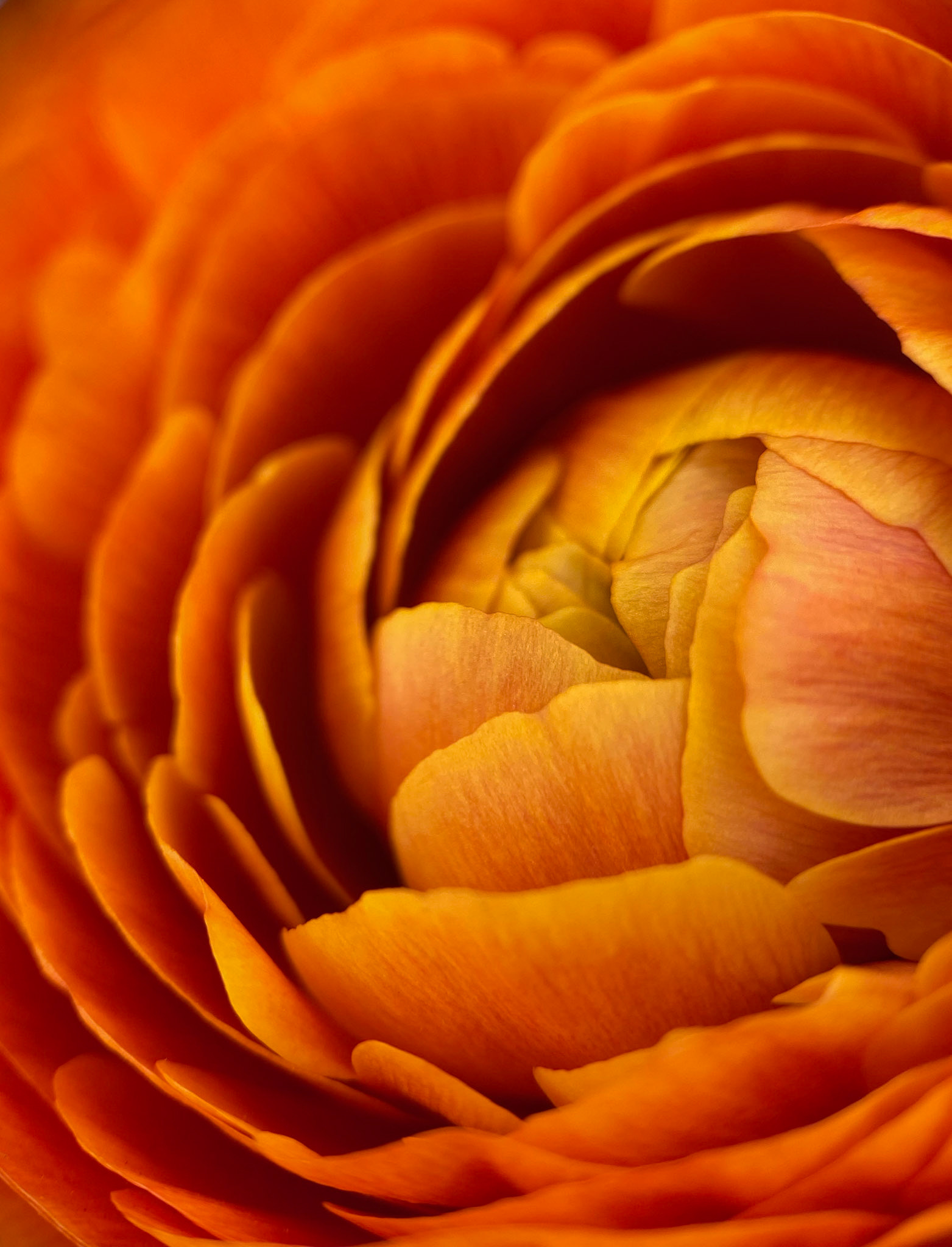 Ranunculus