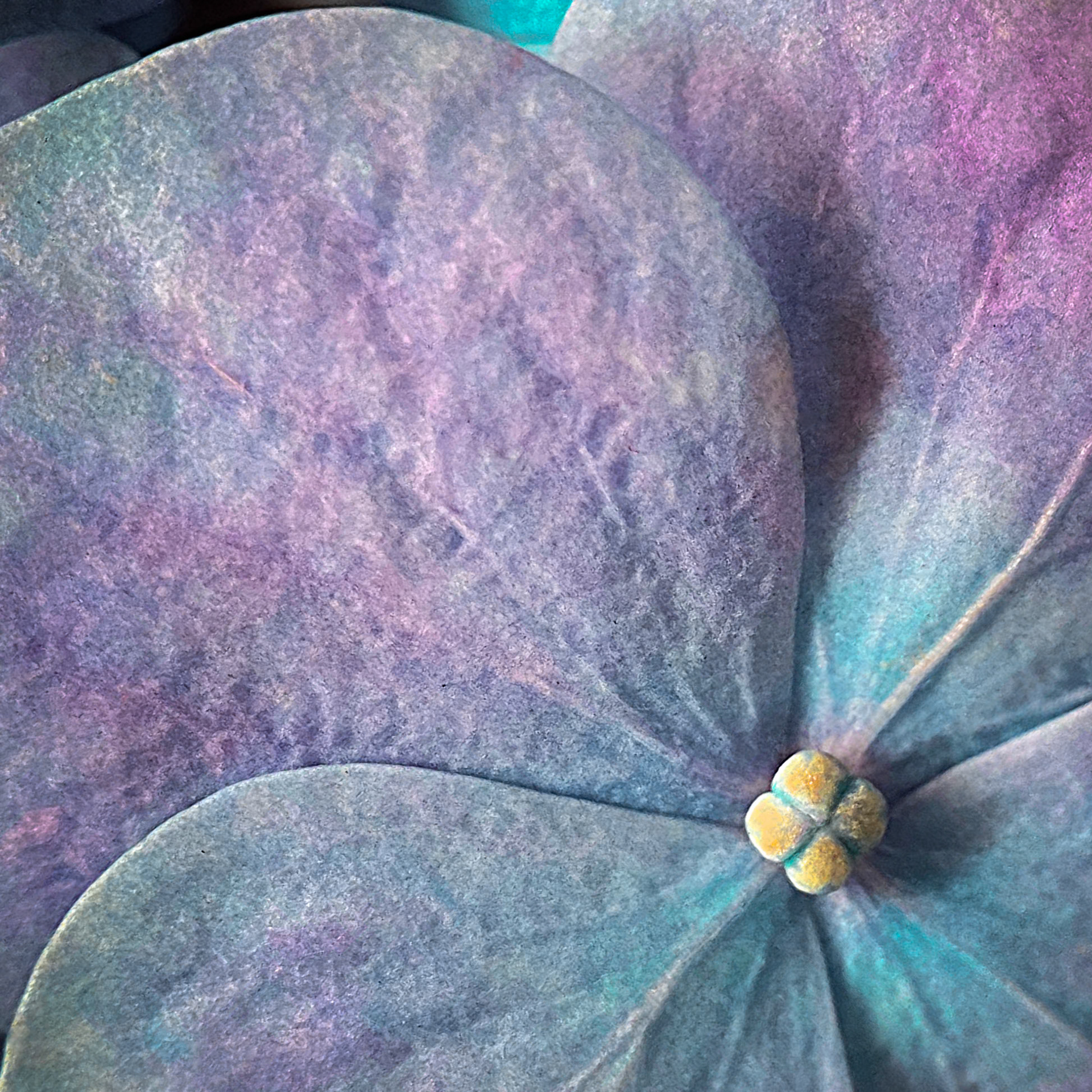 Closer -  Bigleaf Macrophylla