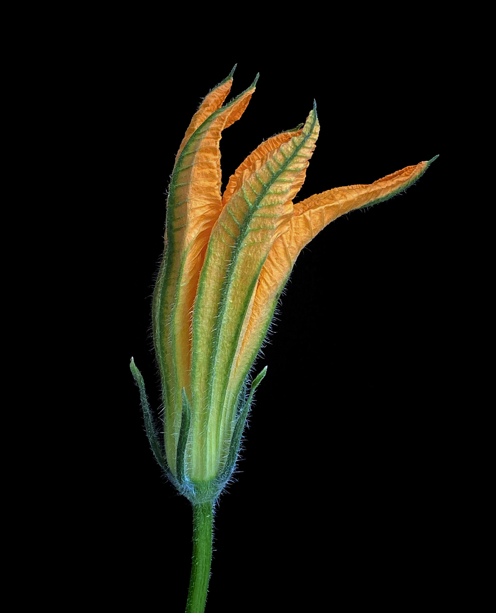 Flor de Calabaza