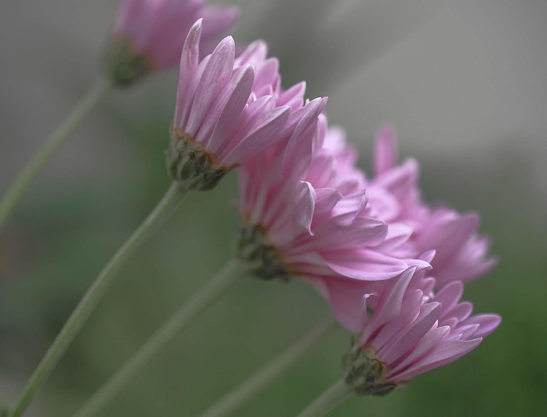 Pink Mums