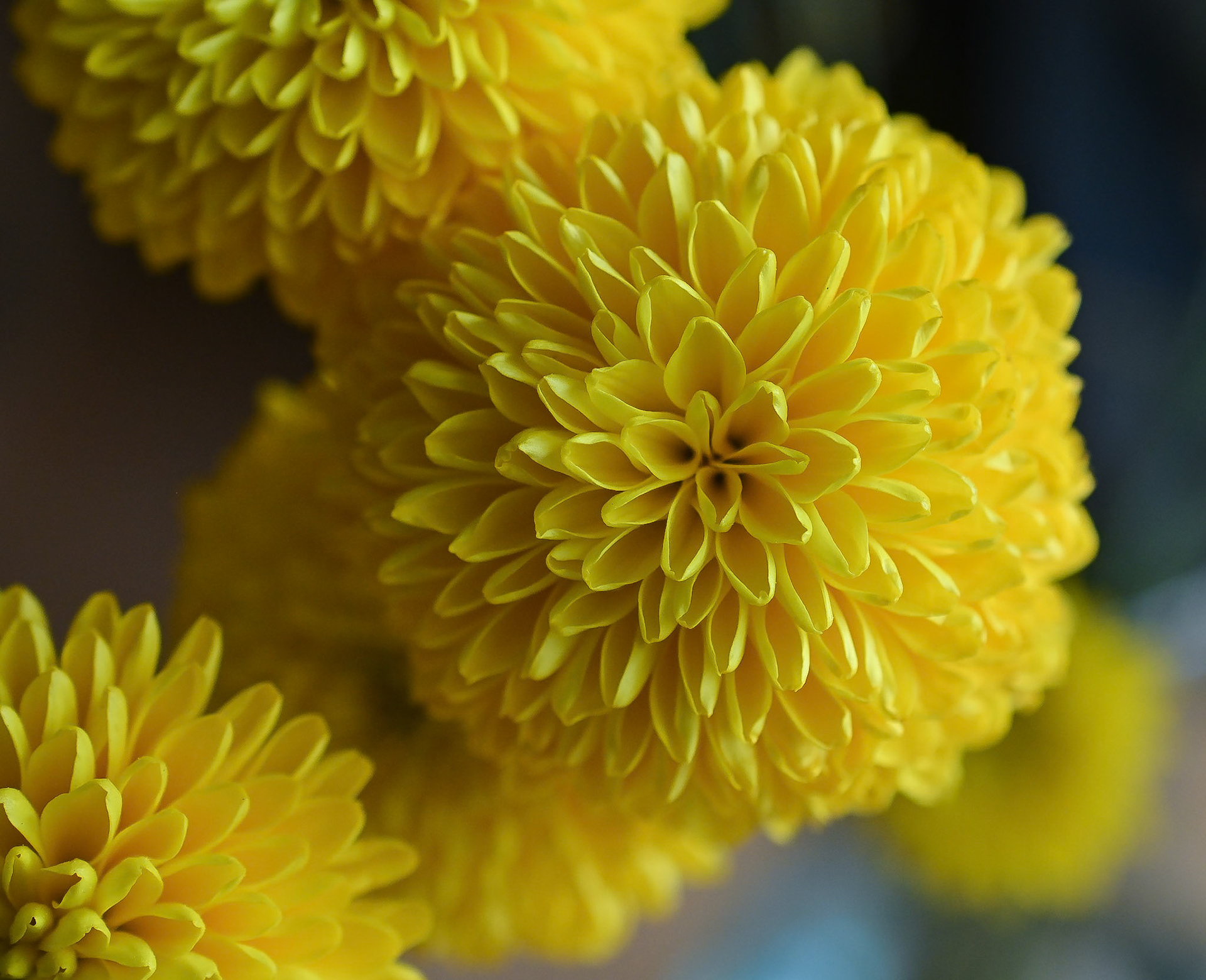 Yellow China Aster