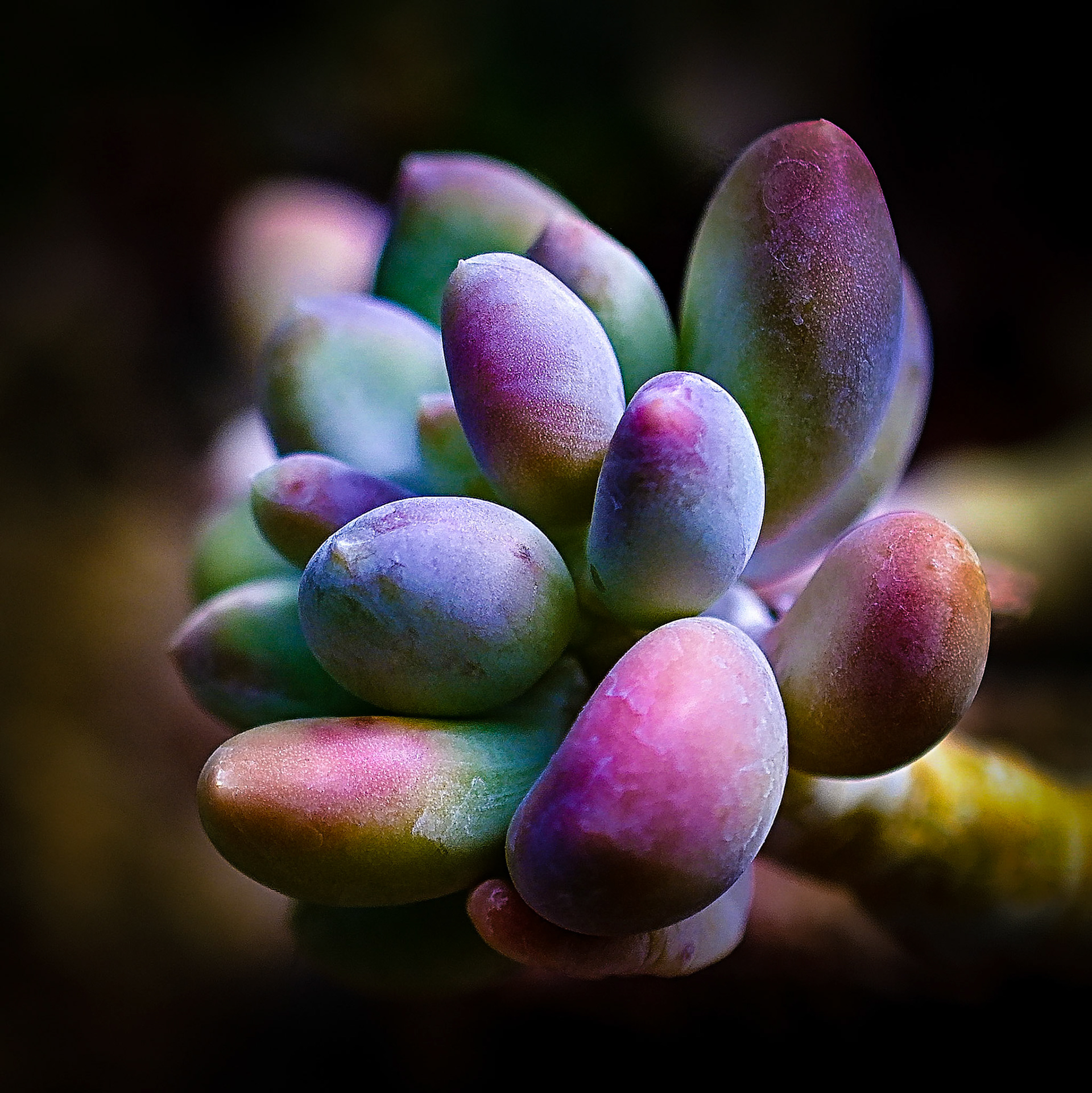 Pachyphytum Oviferum - Jelly Bean