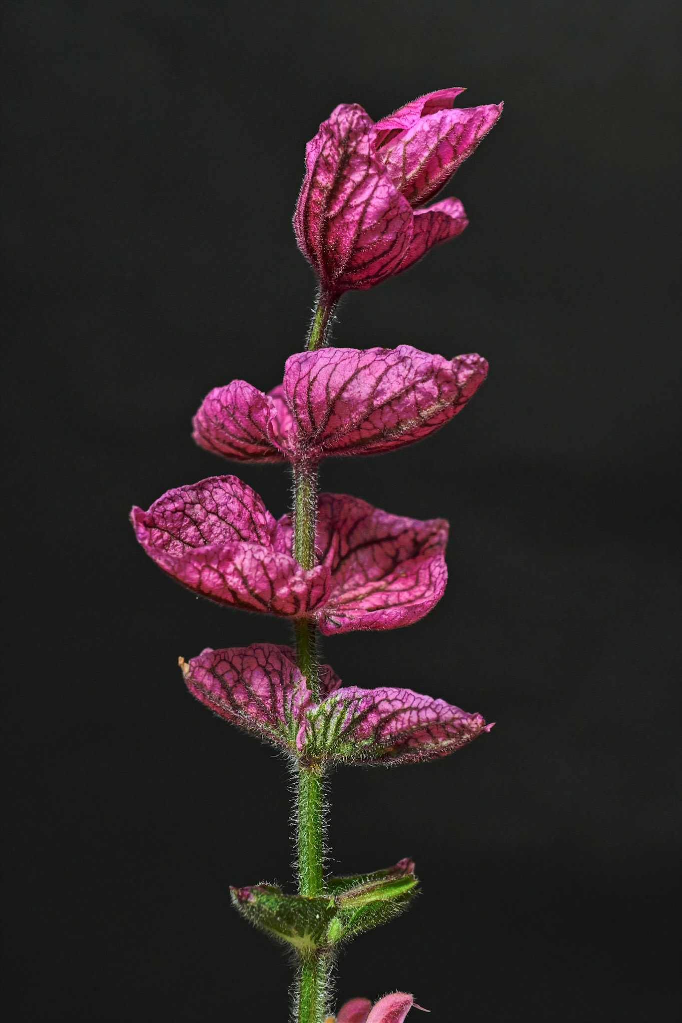 Monday's  ‘Pink Sundae’