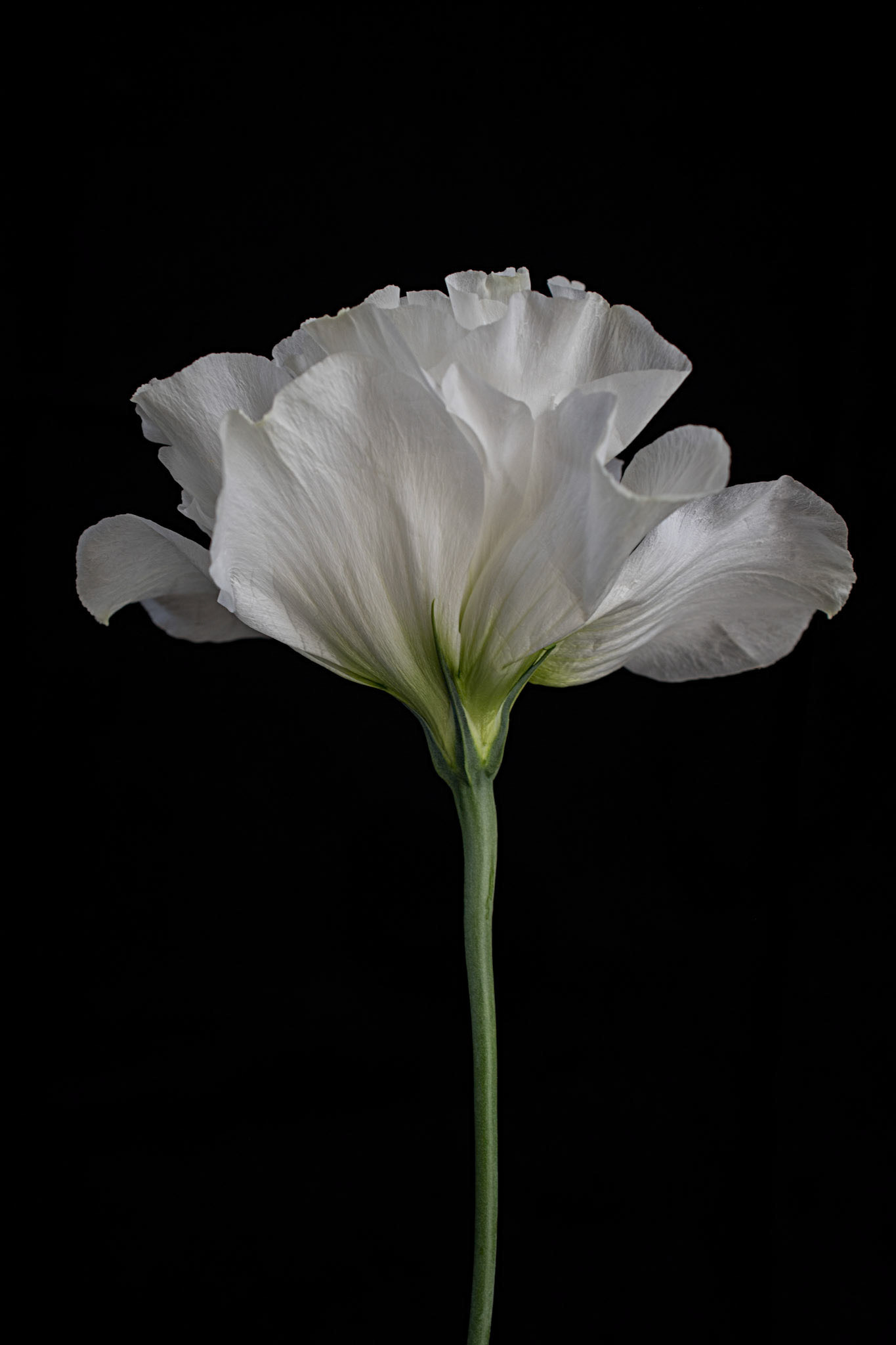 Lisianthus-Portrait