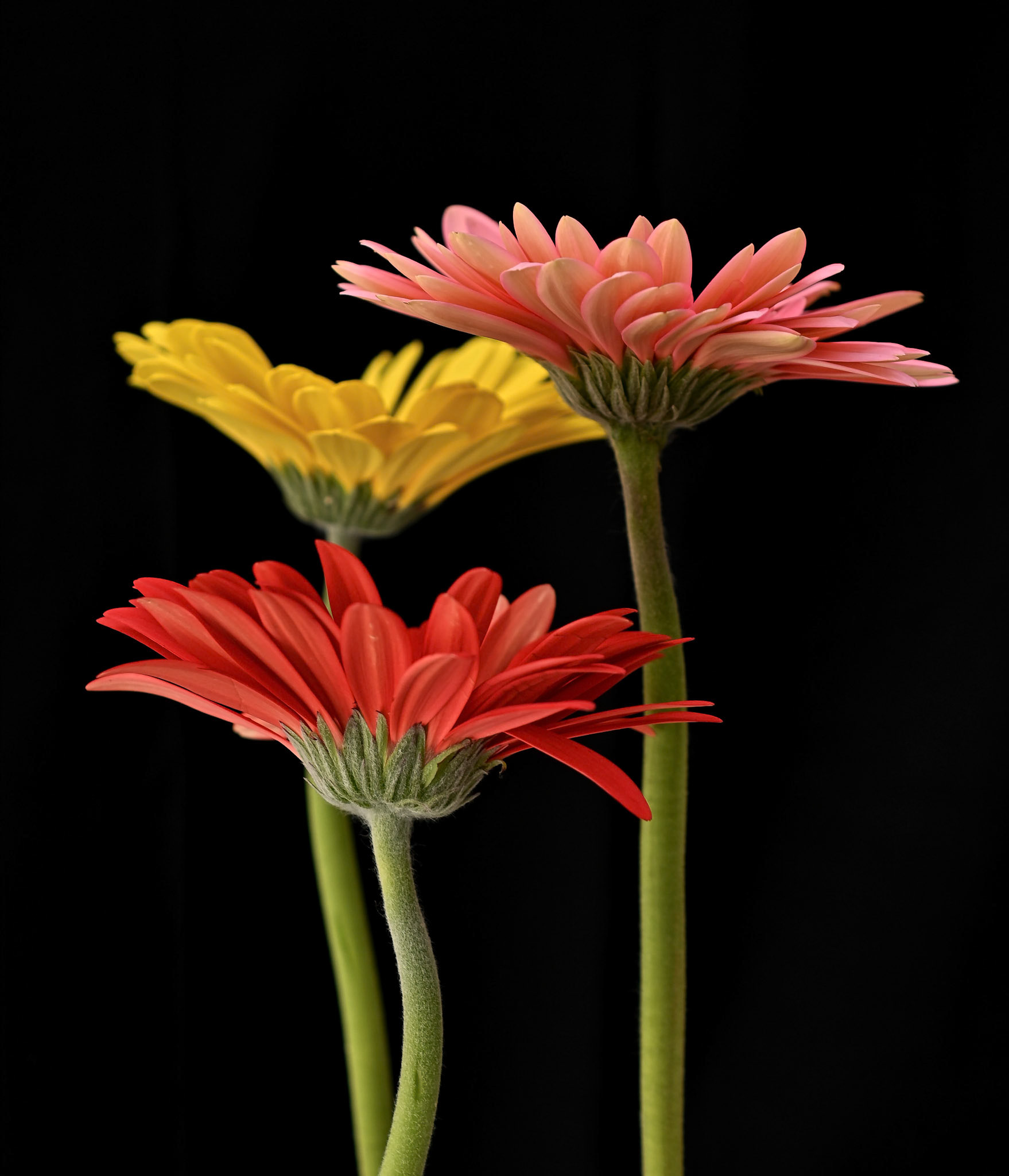 Gerbera Trio