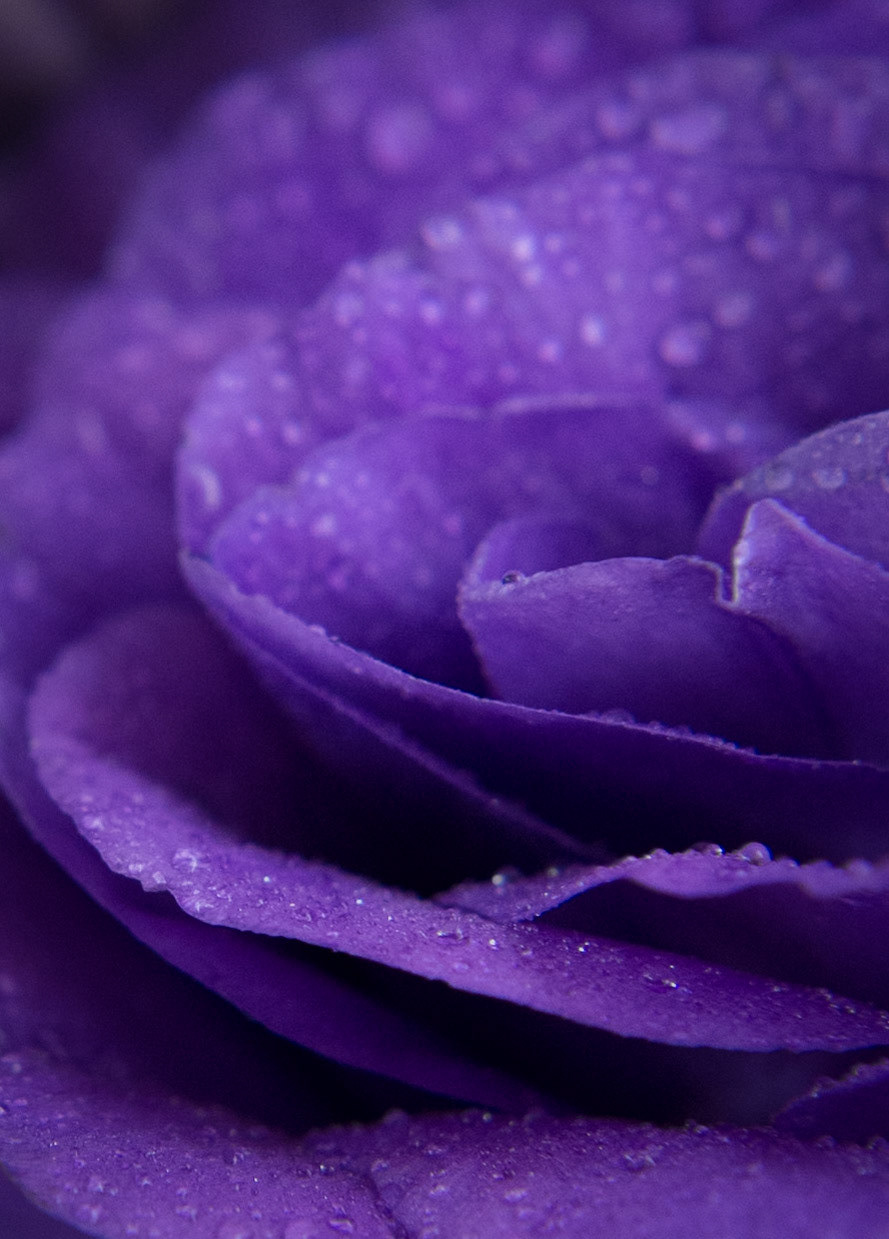 Lisianthus-Up Close