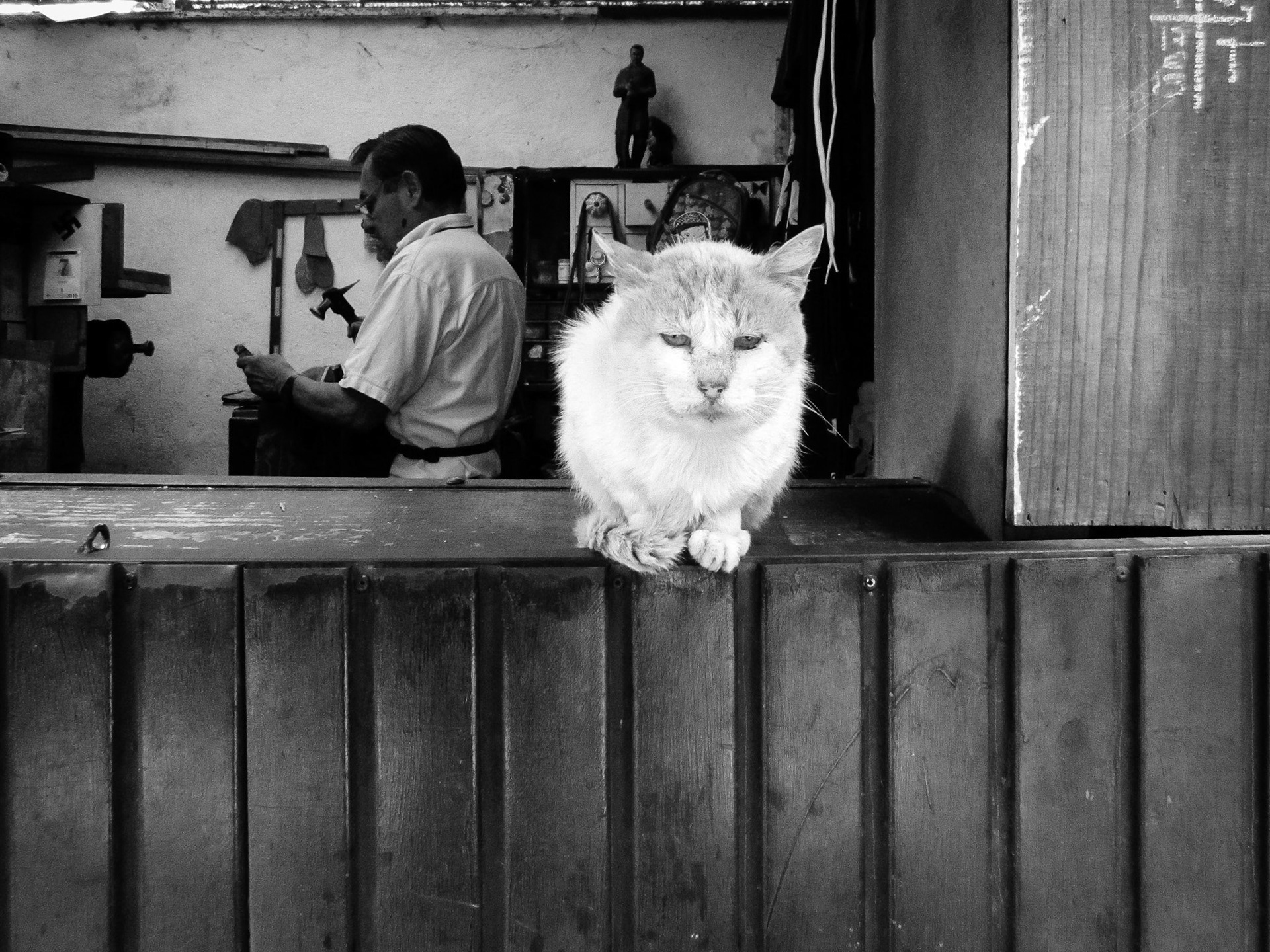 The Shoemaker's Cat