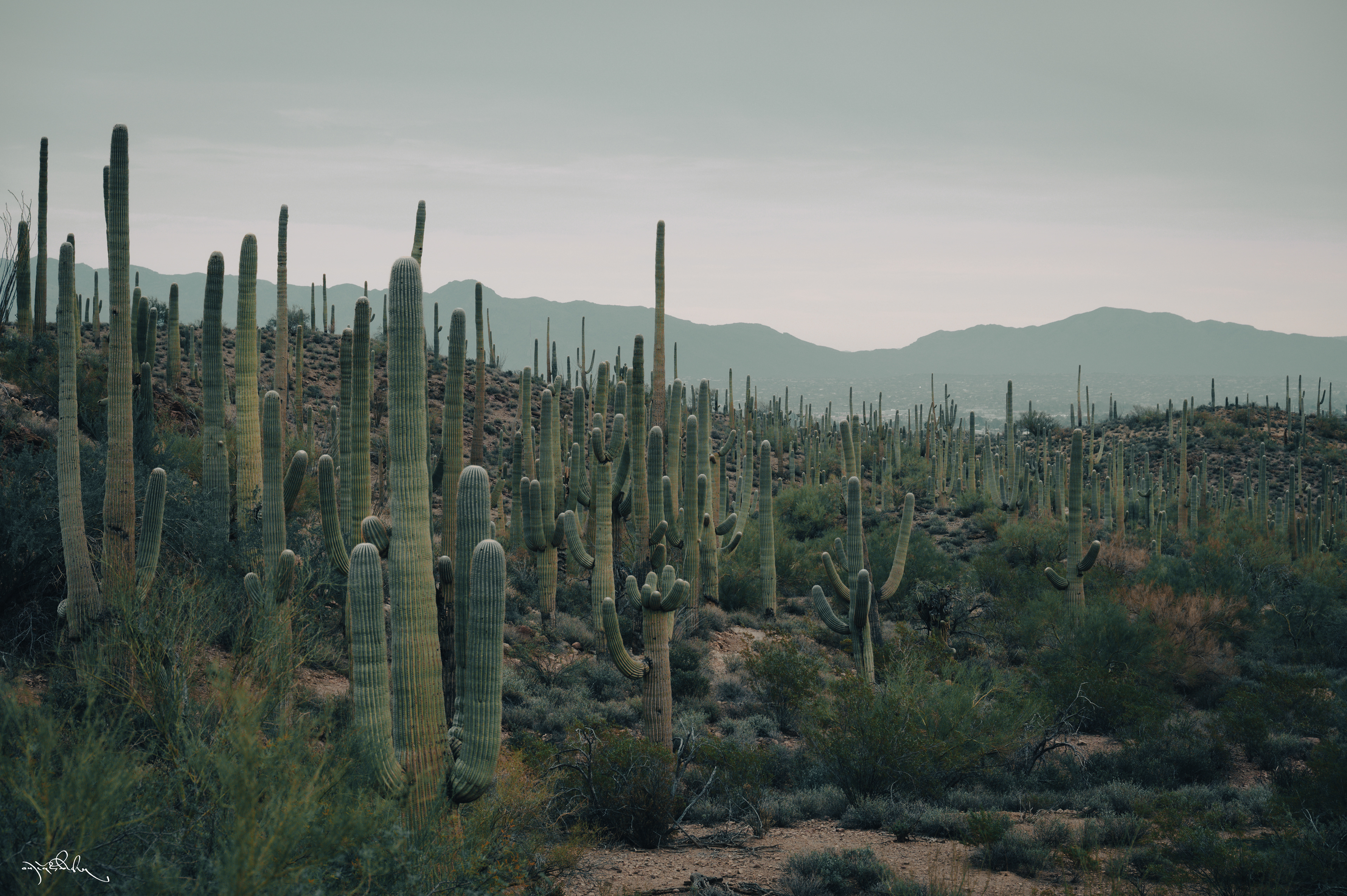 Tucson Arizona 2026