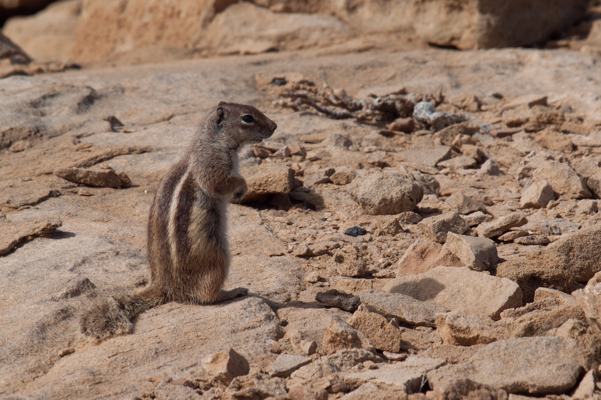 Striped squirrel near La Pared, Fuerteventura