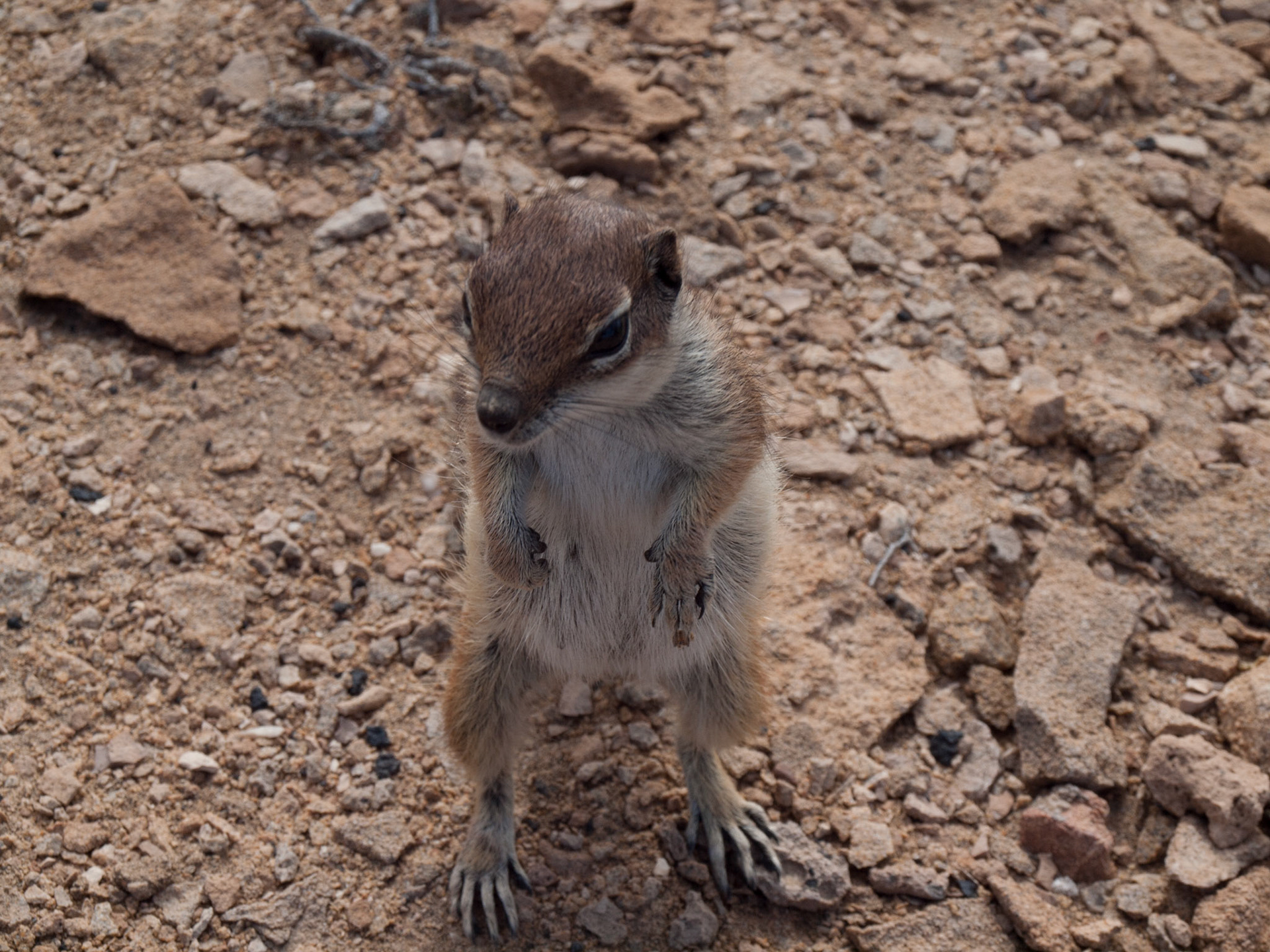 Streifenhörnchen bei La Pared