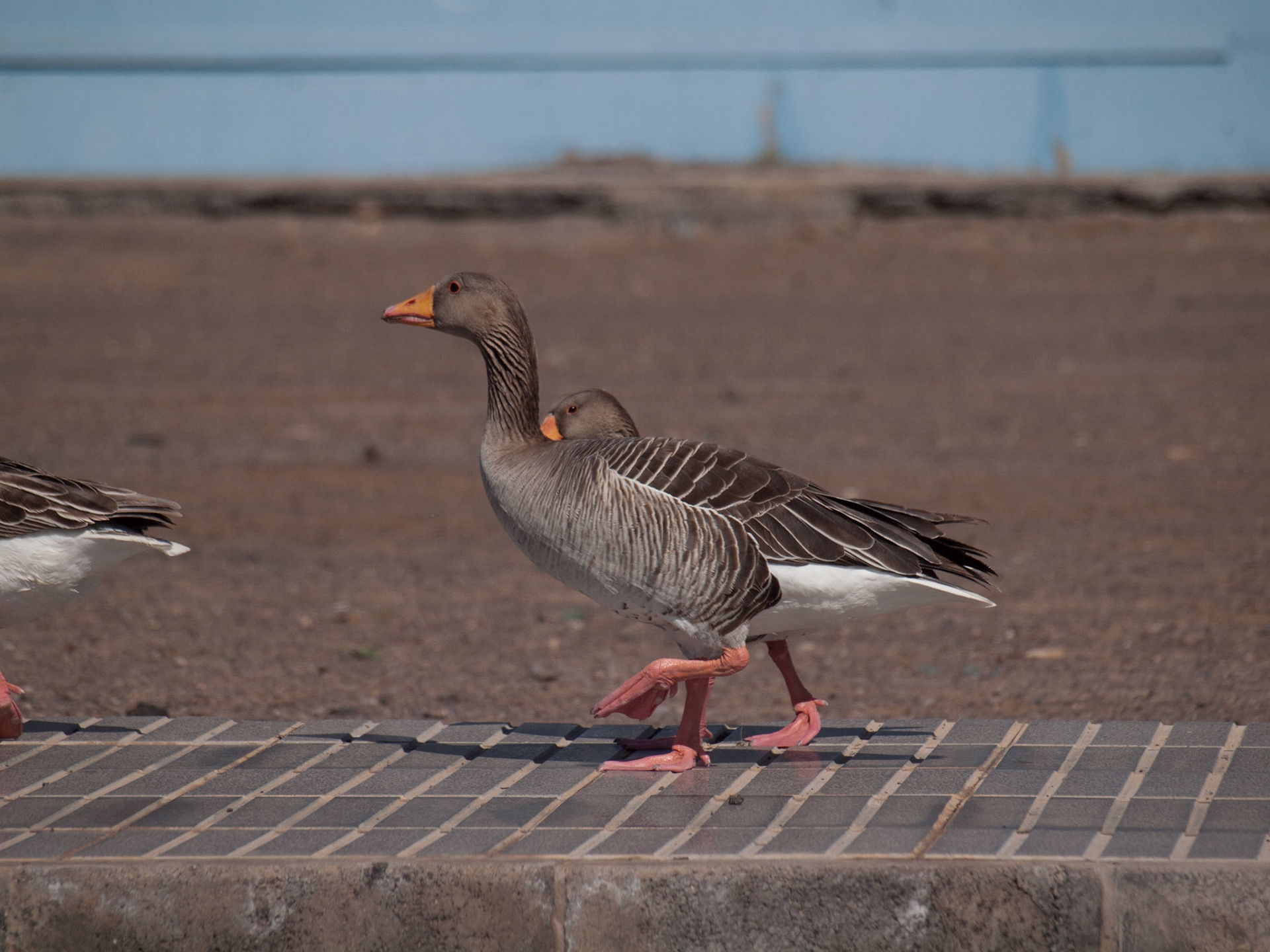 Weitere Überwinterungsgäste aus dem Norden