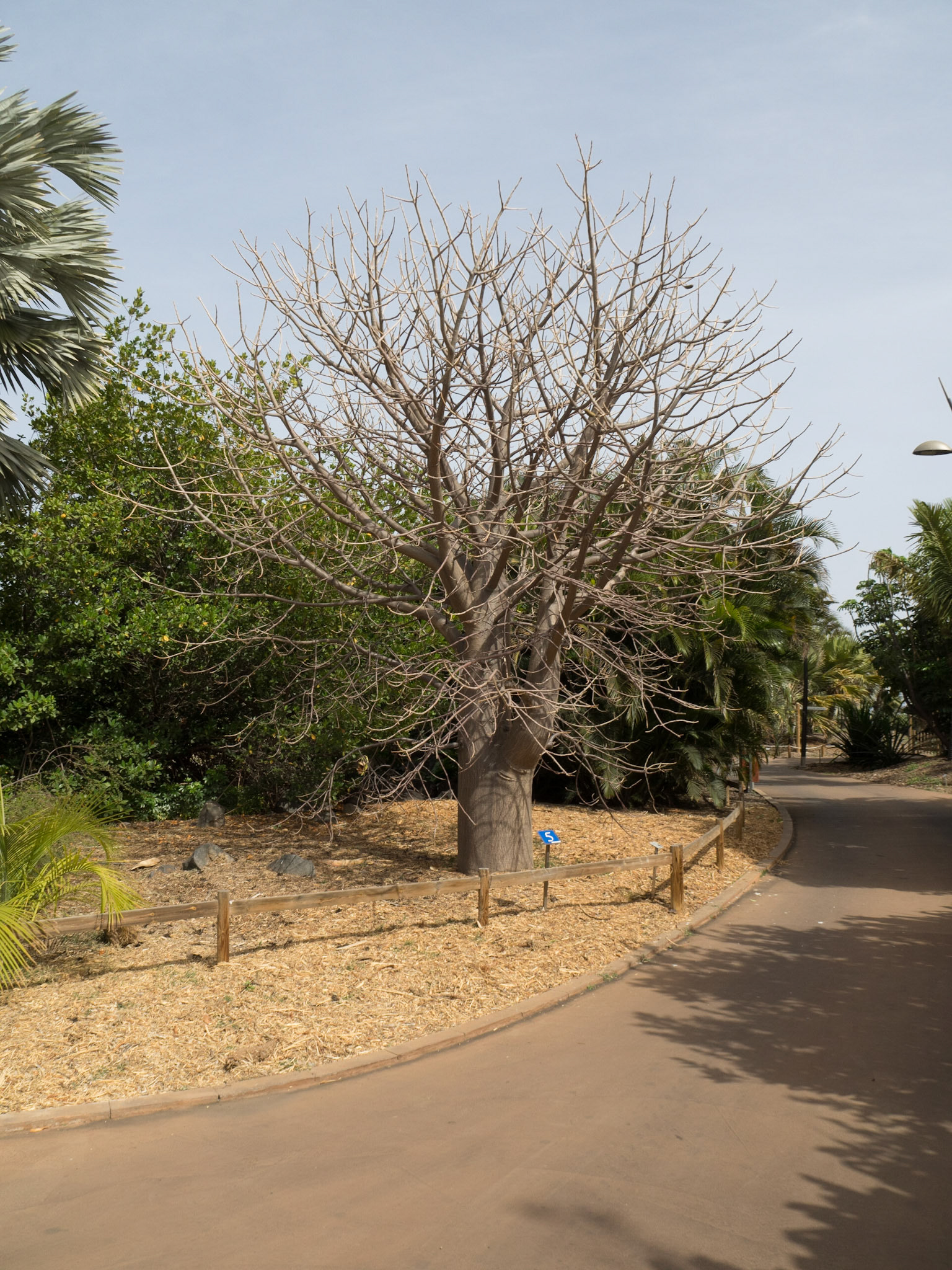 Madagaskar Baobab „Adansonia“
