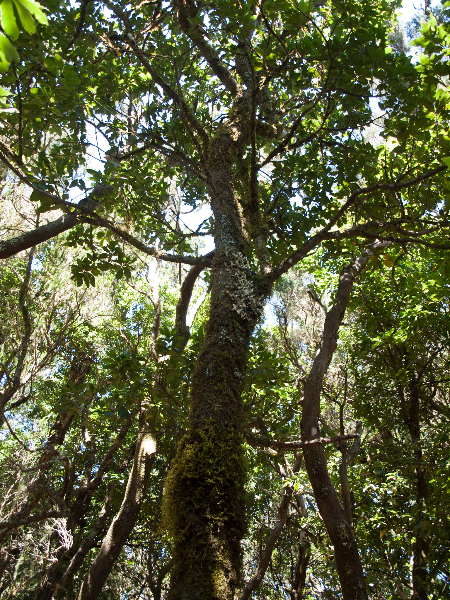 Parque Rural de Anaga
