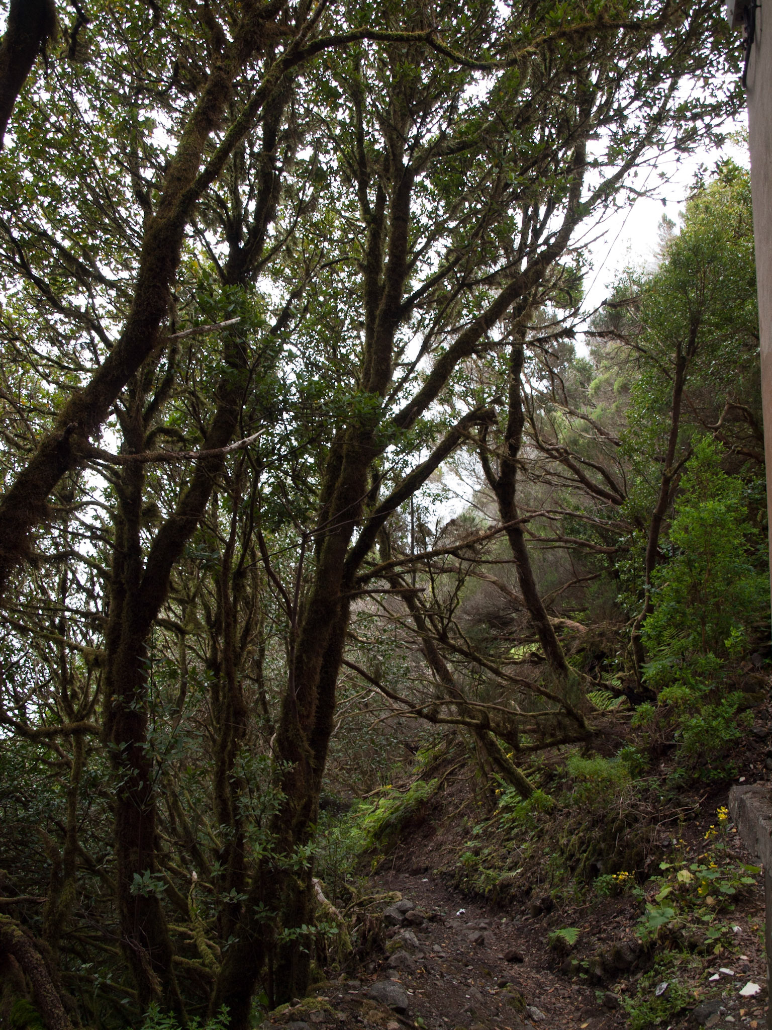 Mirador Pico del Ingles