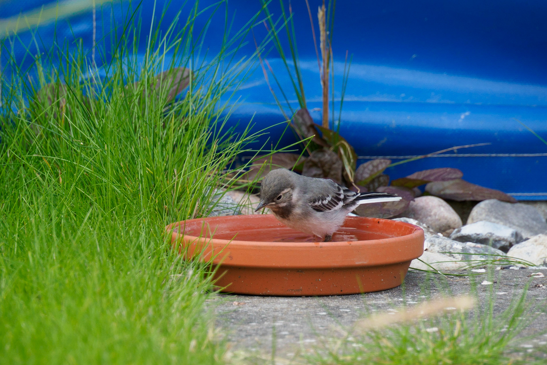 Junge Bachstelze beim Baden