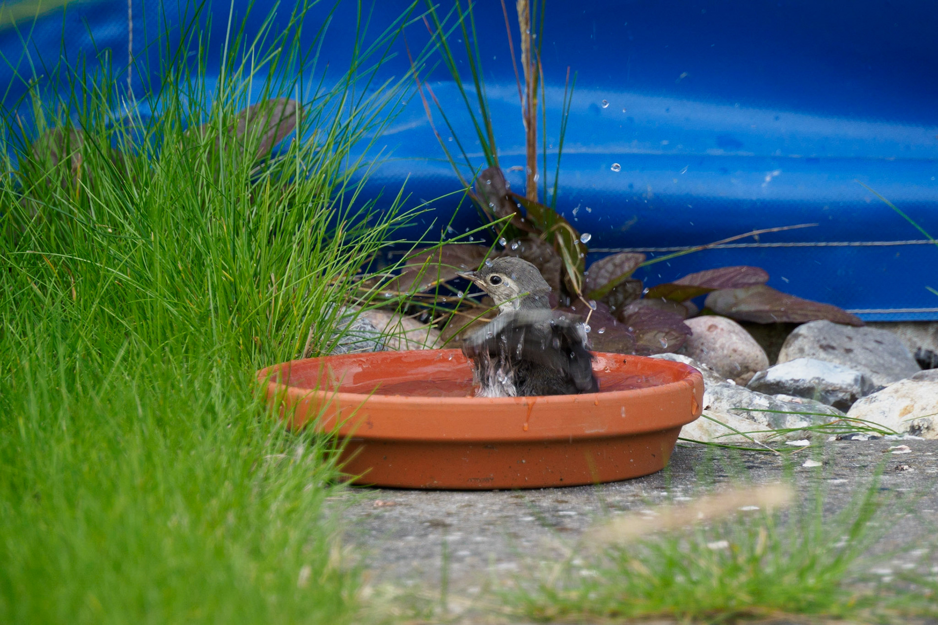Junge Bachstelze beim Baden