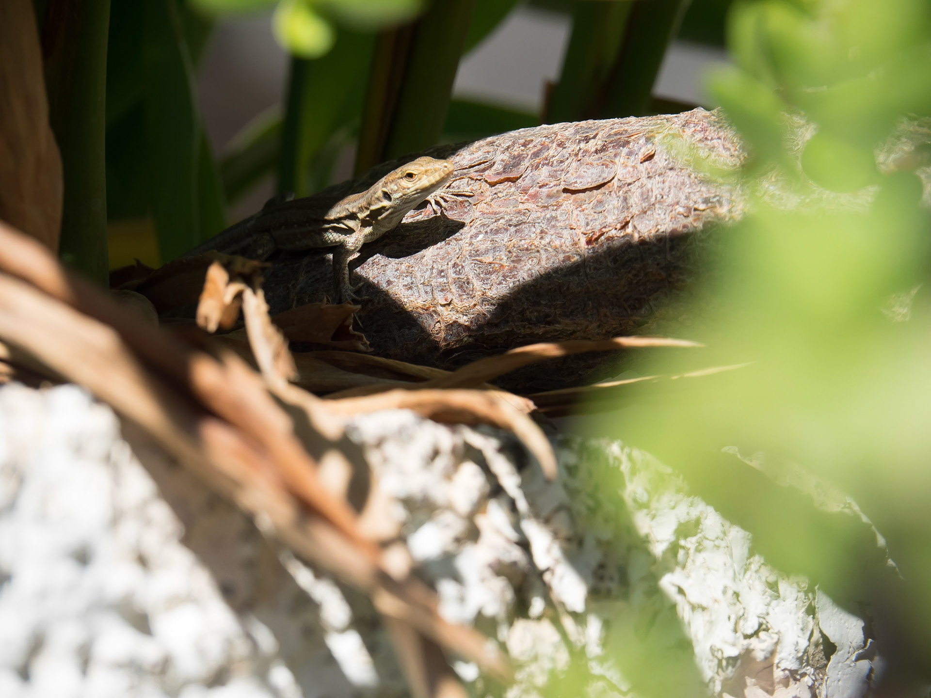 Lizard