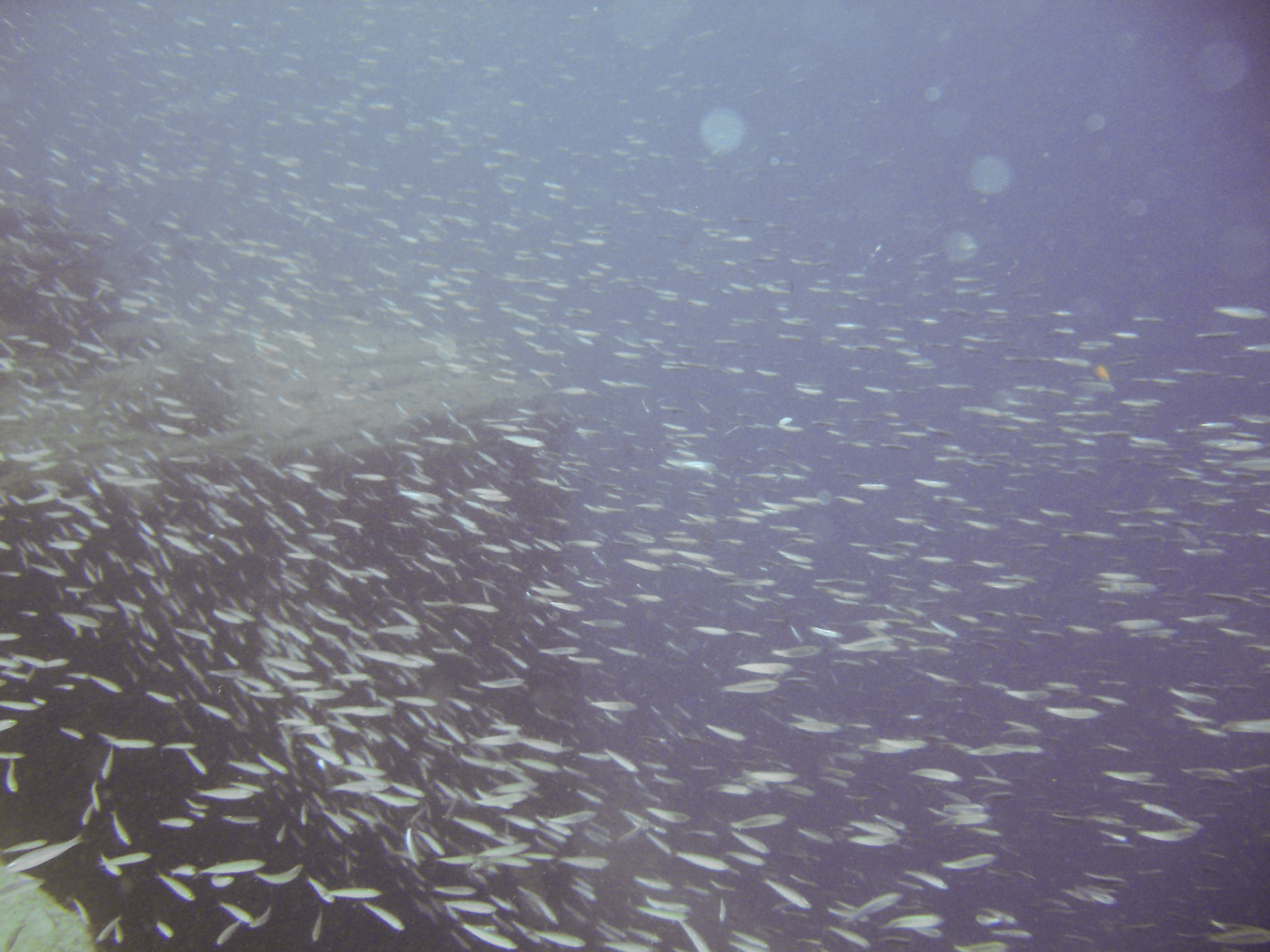 Fischsuppe