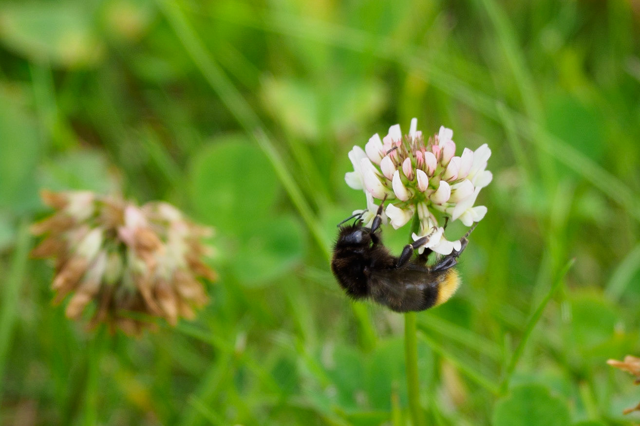 Hummel auf Klee