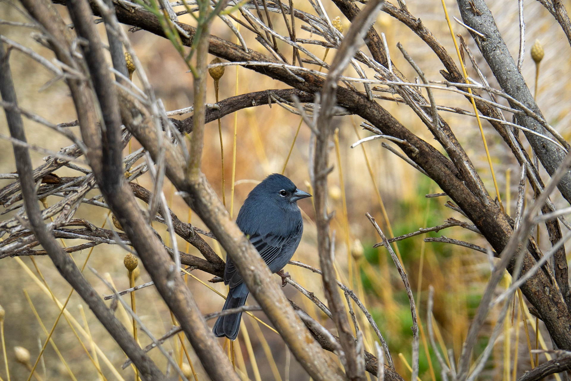 Pinzón Azul (Teydefink)