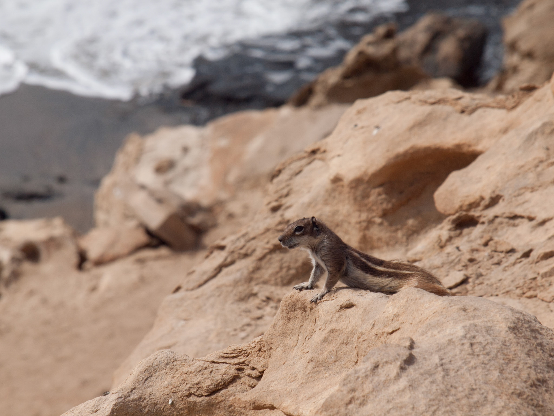 Streifenhörnchen bei La Pared