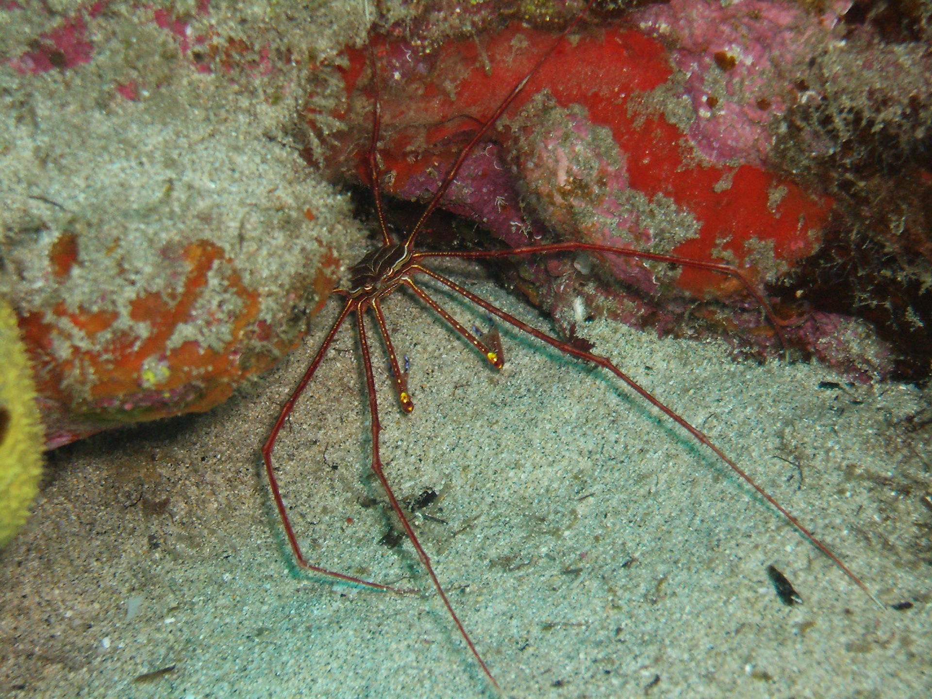 Pfeilkrabbe/Seeigel