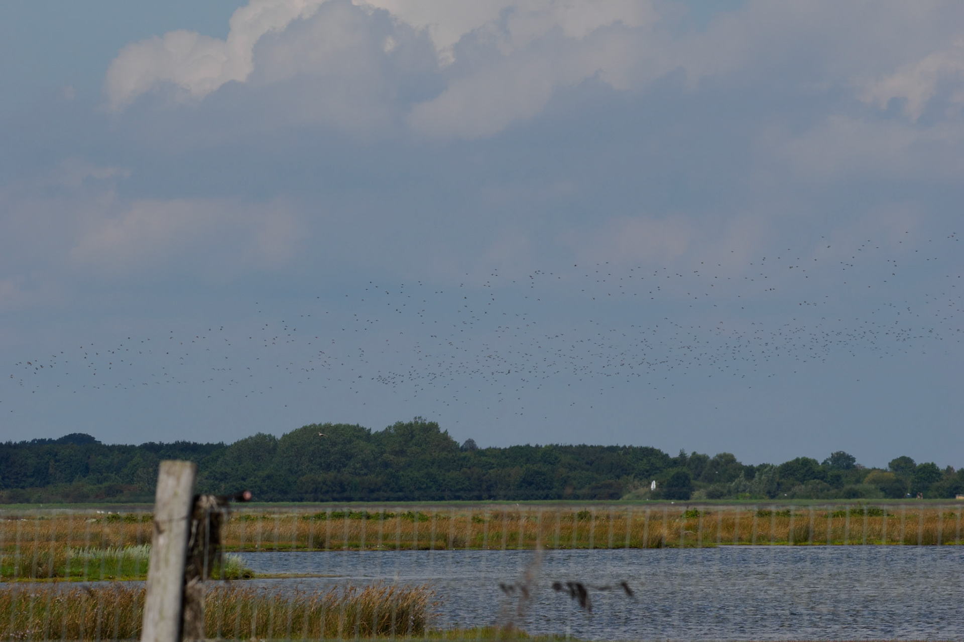 Goldregenpfeiferschwarm