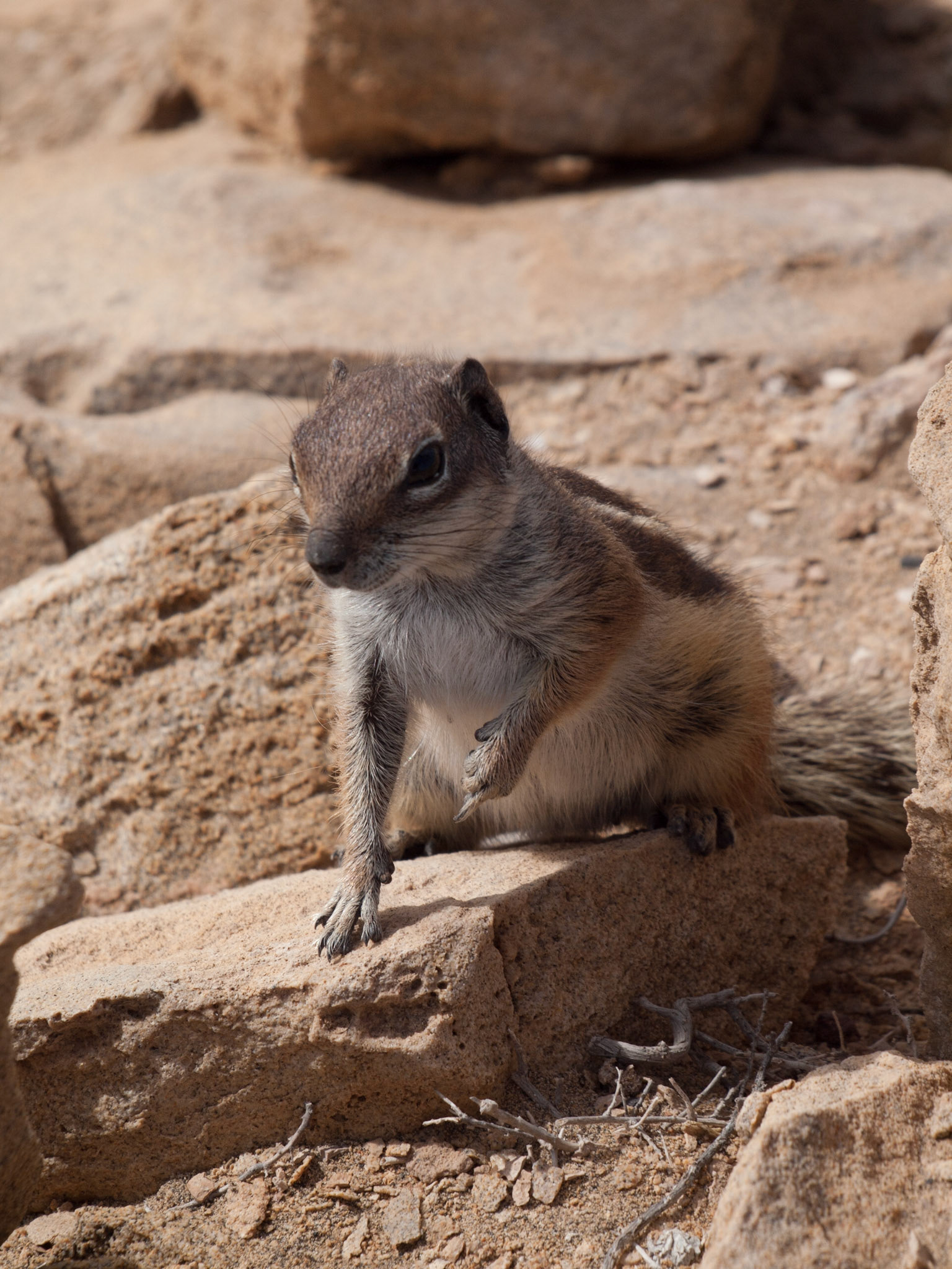 Streifenhörnchen bei La Pared