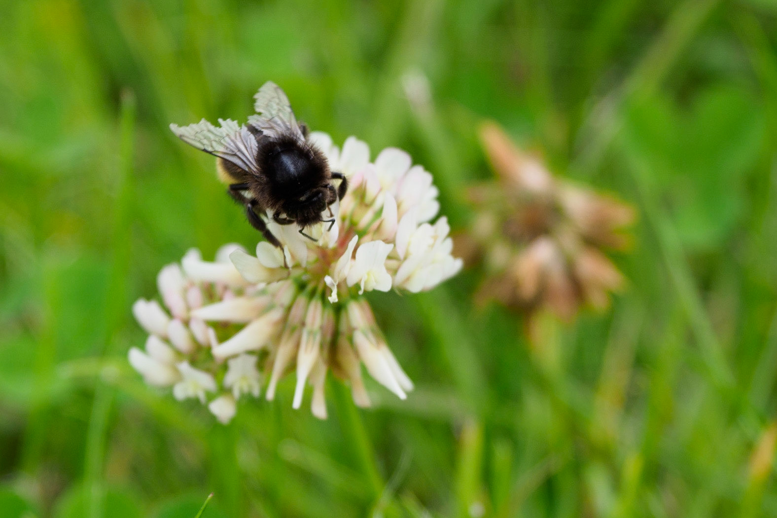 Hummel auf Klee
