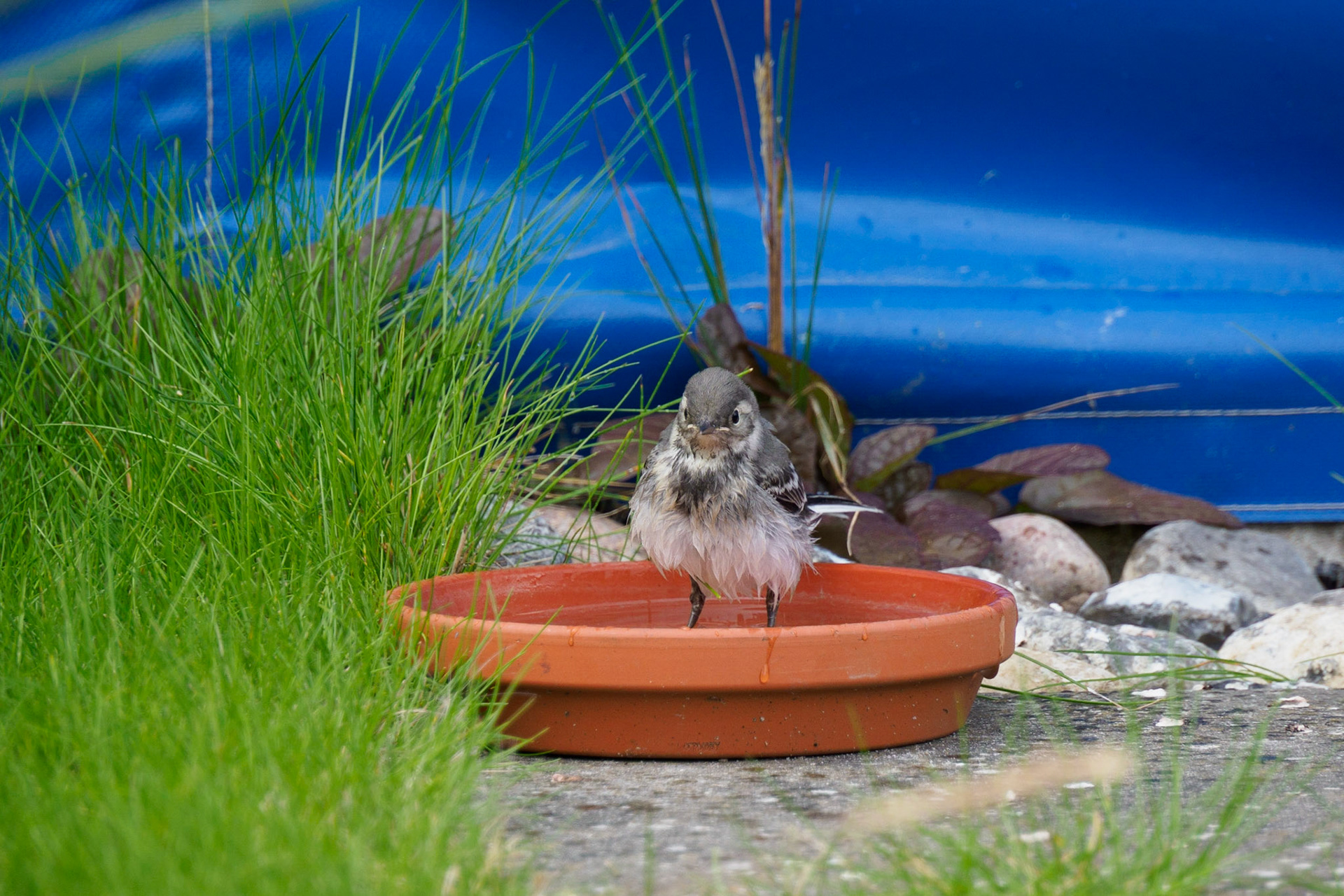 Junge Bachstelze beim Baden