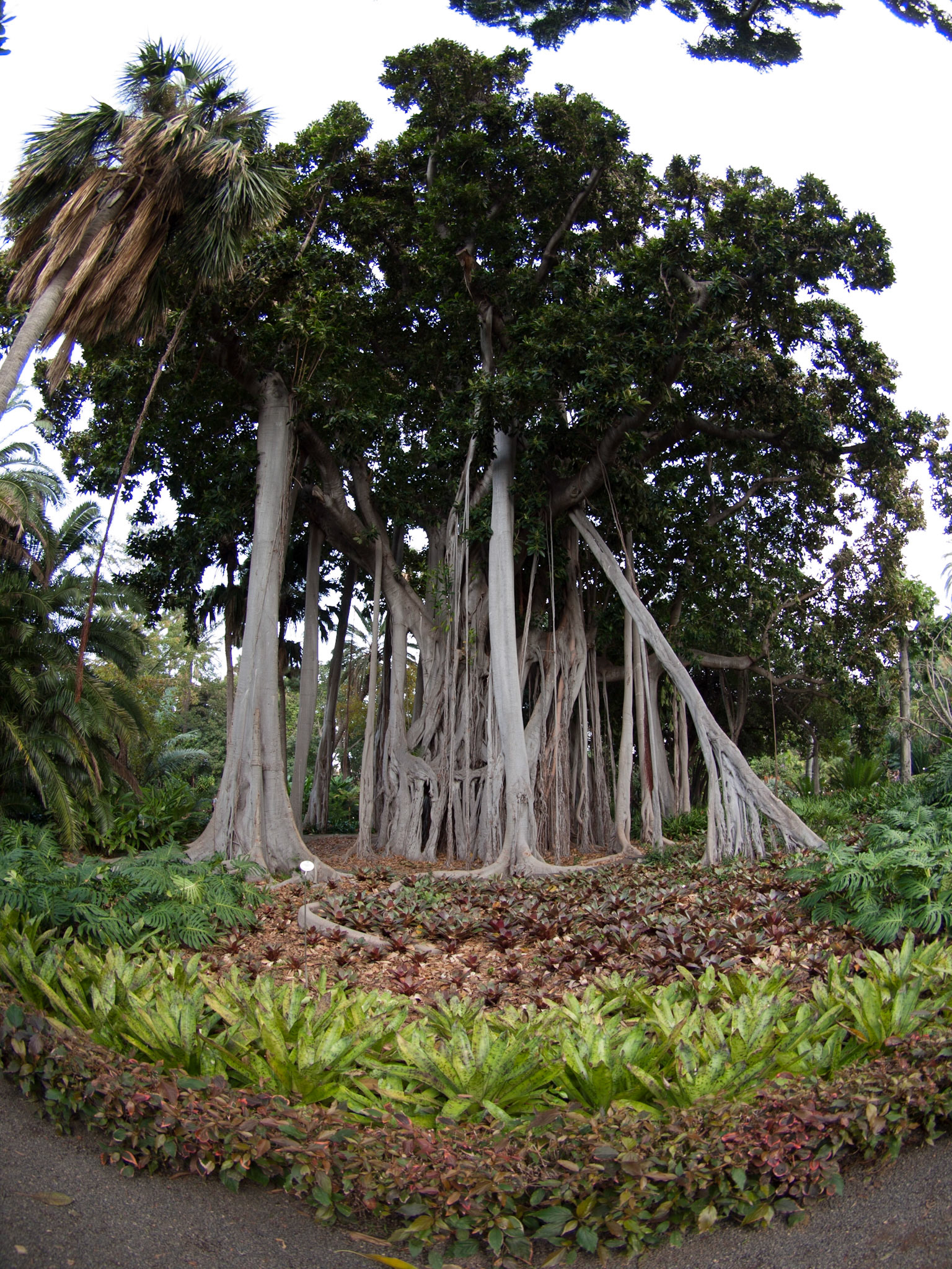 Ein(!) Feigenbaum im Botanischen Garten Puerto de la Cruz.