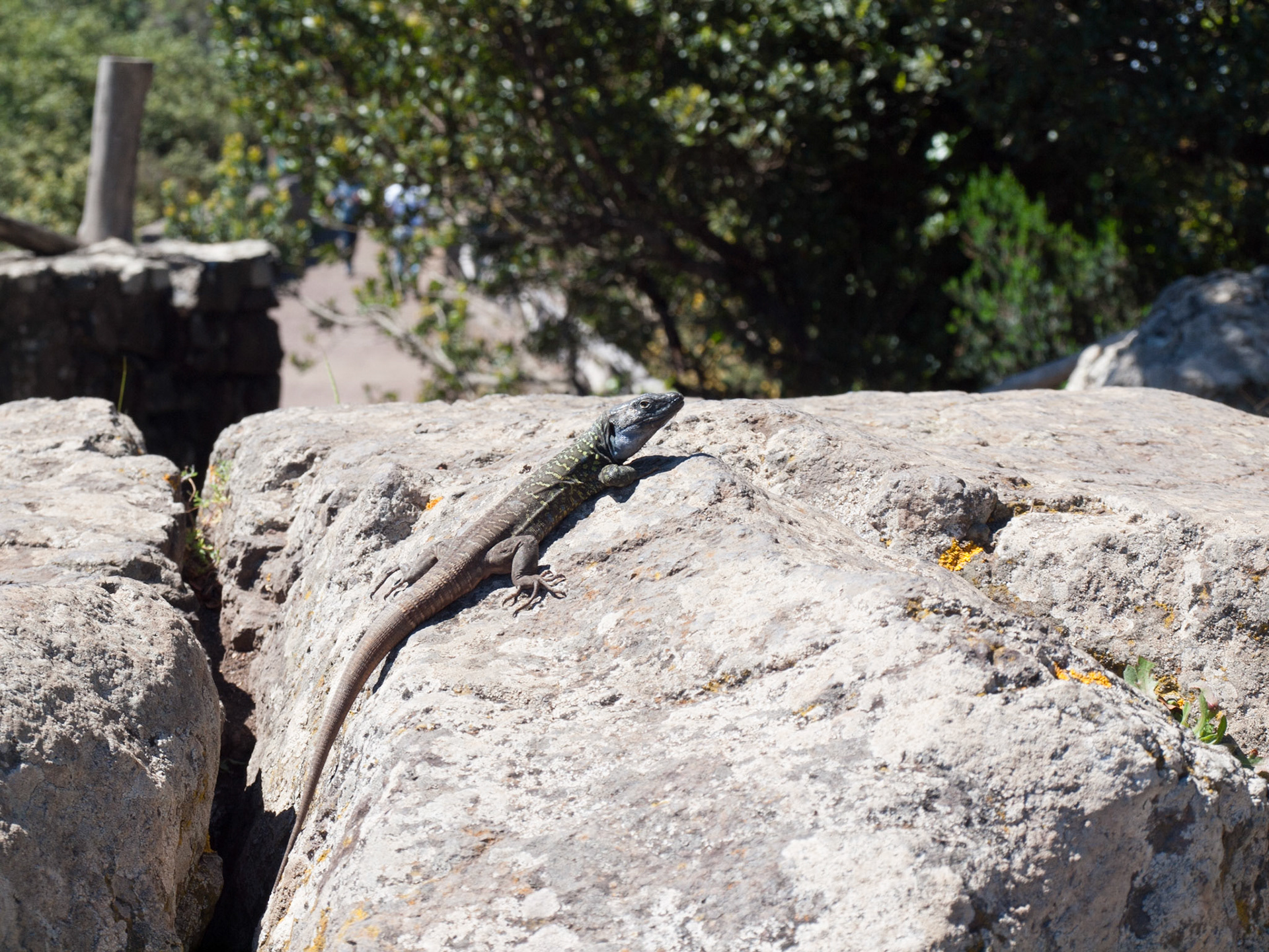 Mirador Pico del Ingles