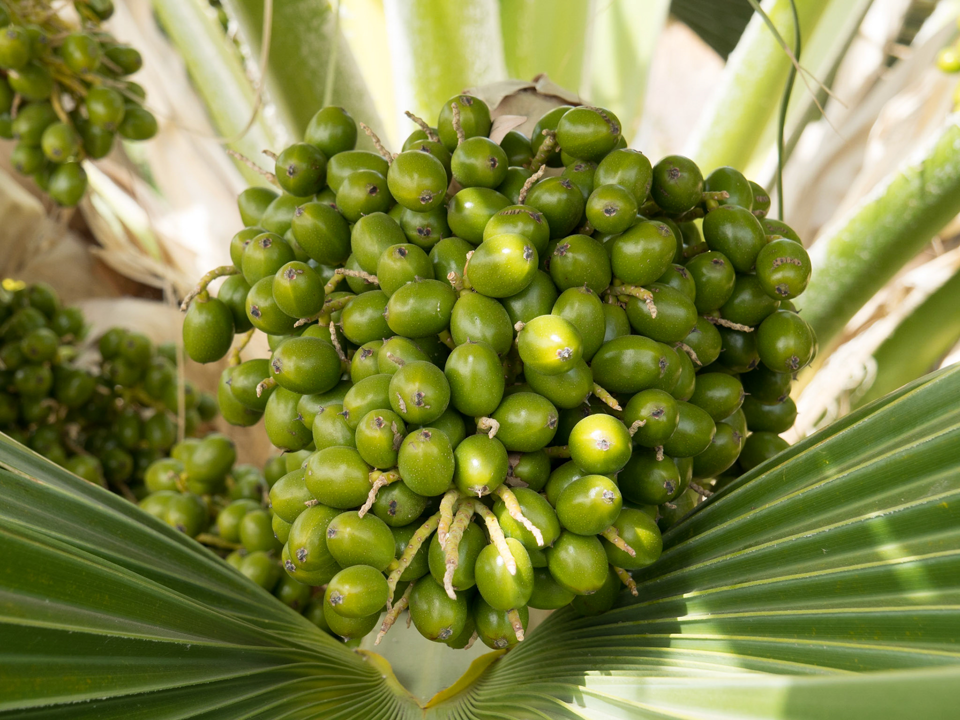 Kanarische Dattelpalme