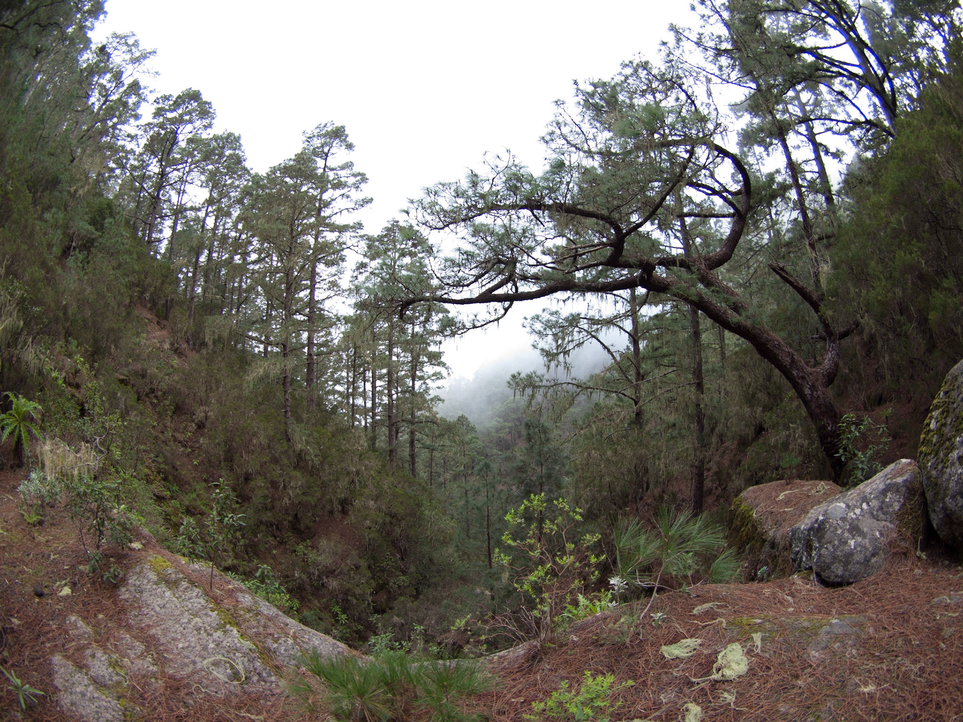 Blick in den Baranco "Madre del Agua".