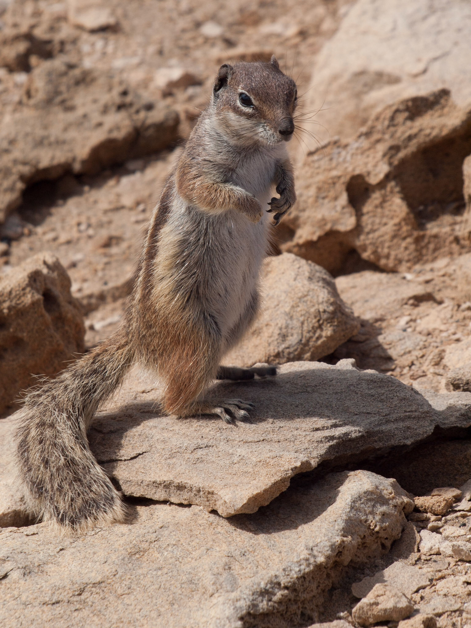Streifenhörnchen bei La Pared