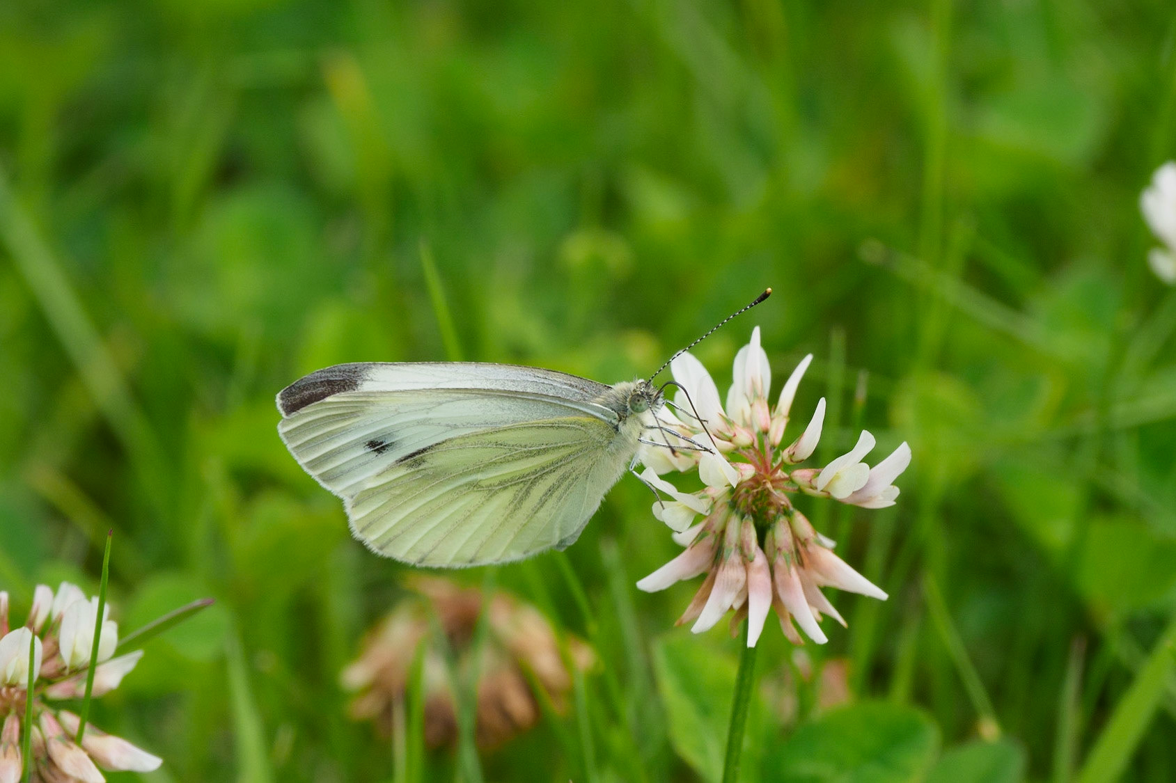 Kohlweißling auf Klee