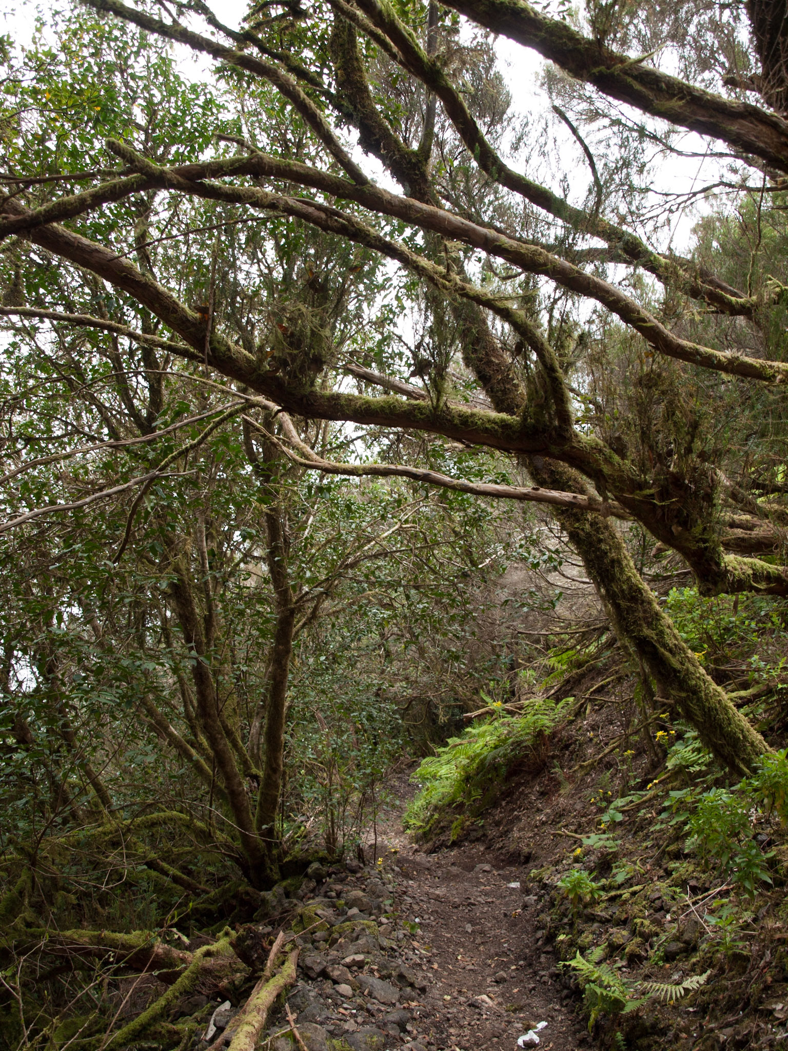 Mirador Pico del Ingles