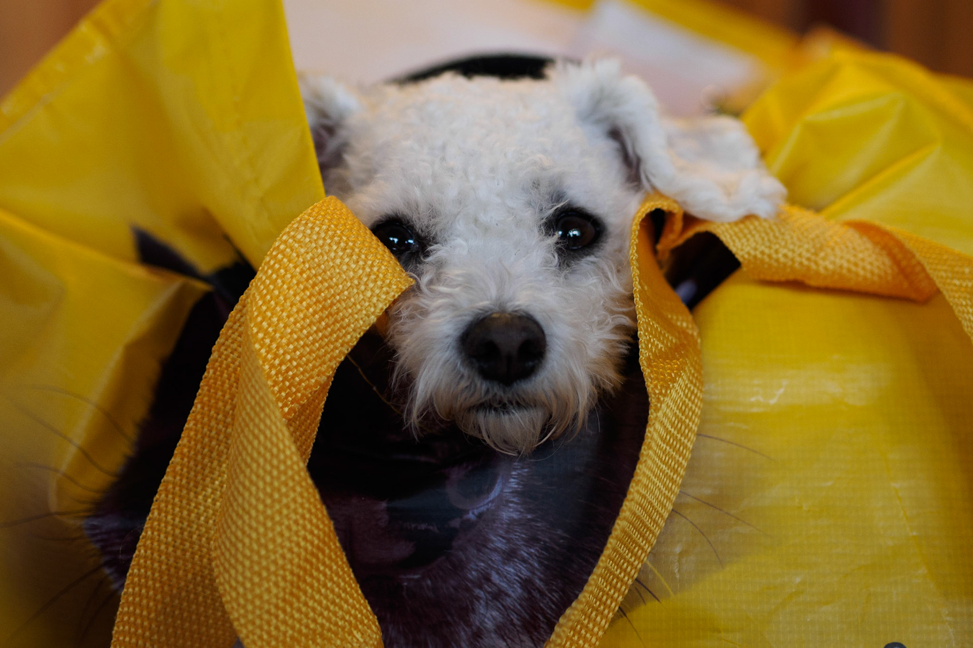 Our dog Ebby rests in the bag (with a fleece blanket inside) while we are at lunch in a restaurant.