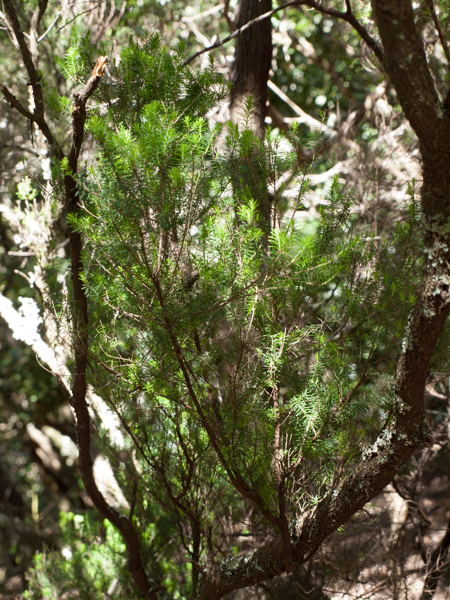 Parque Rural de Anaga