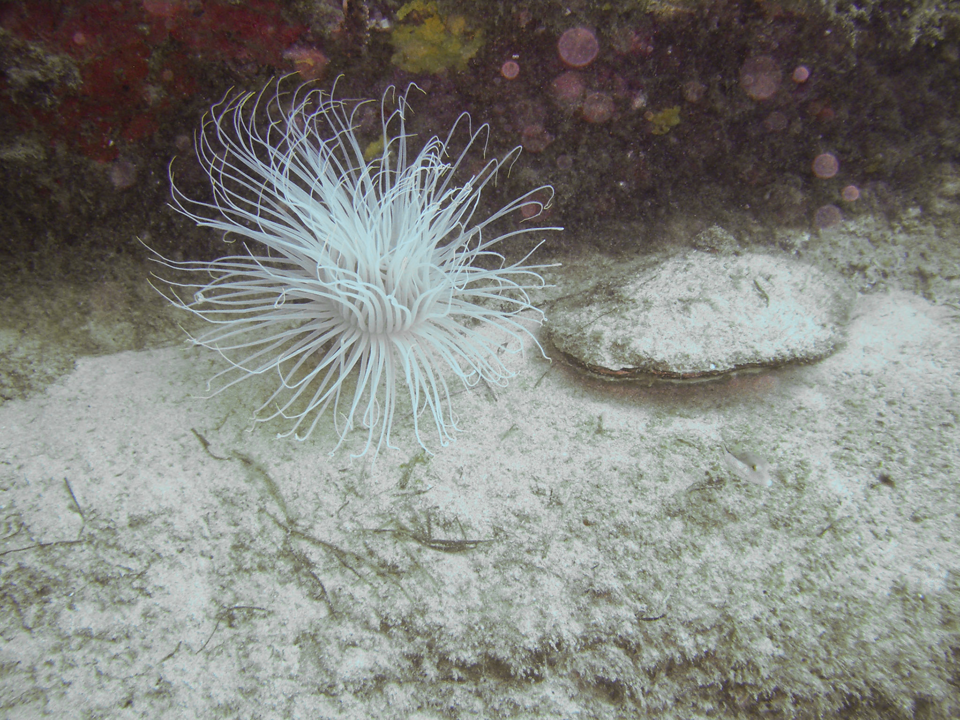 Anemone/Muschel