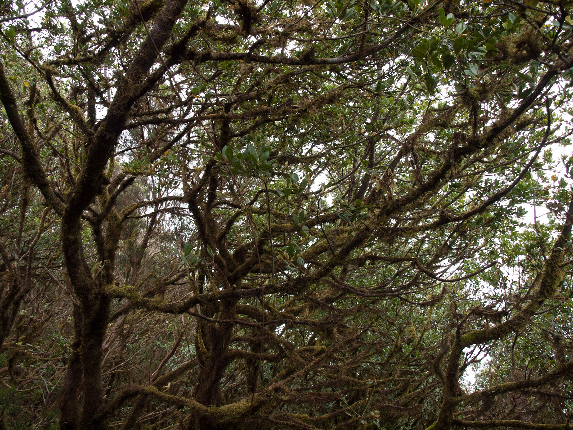 Mirador Pico del Ingles