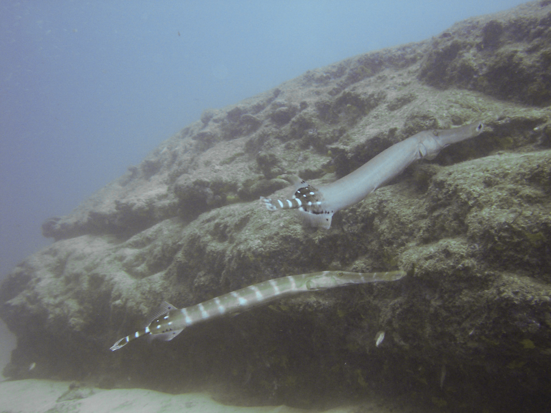 Trompetenfische